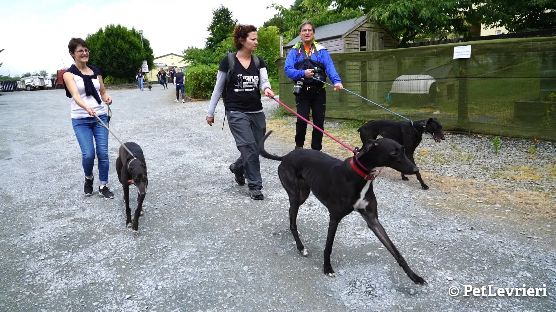 9 ed adozione levrieri greyhound