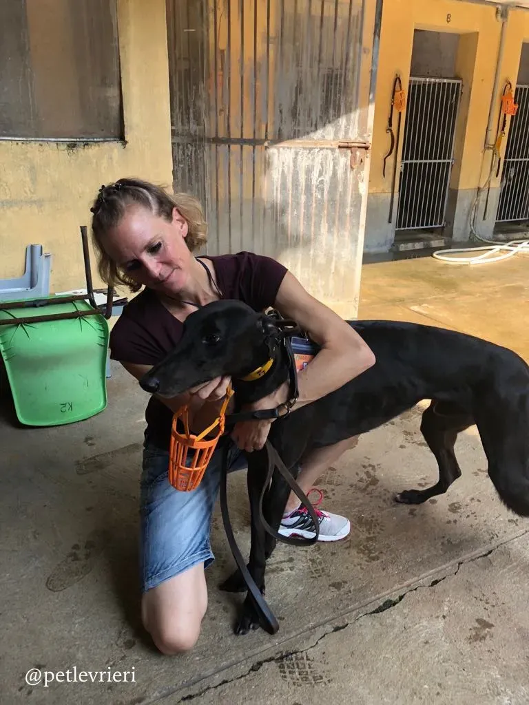 9 fear the beat adozione greyhound macao