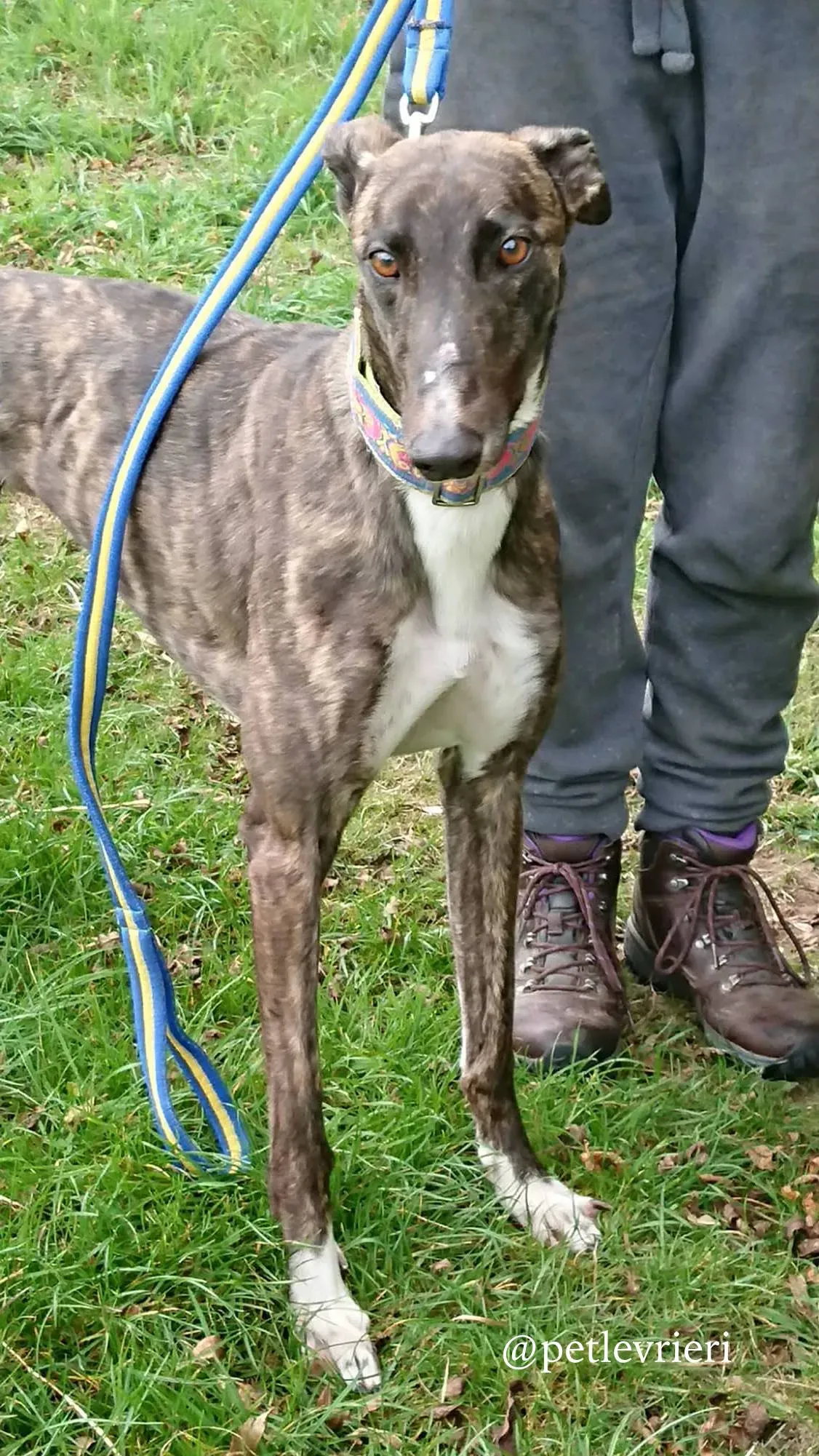 9 femi adozione levrieri greyhound