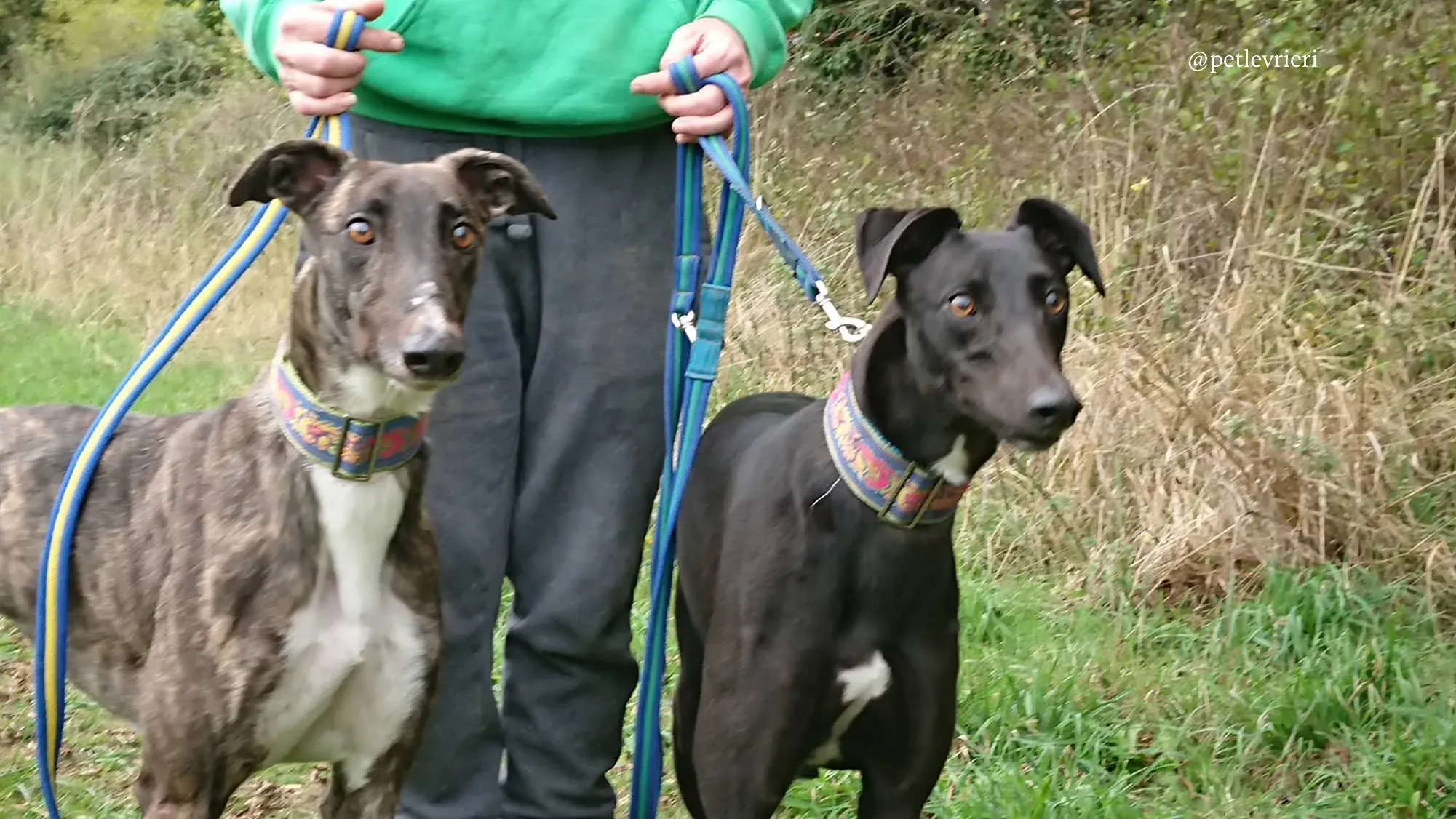 9 folami adozione levrieri greyhound