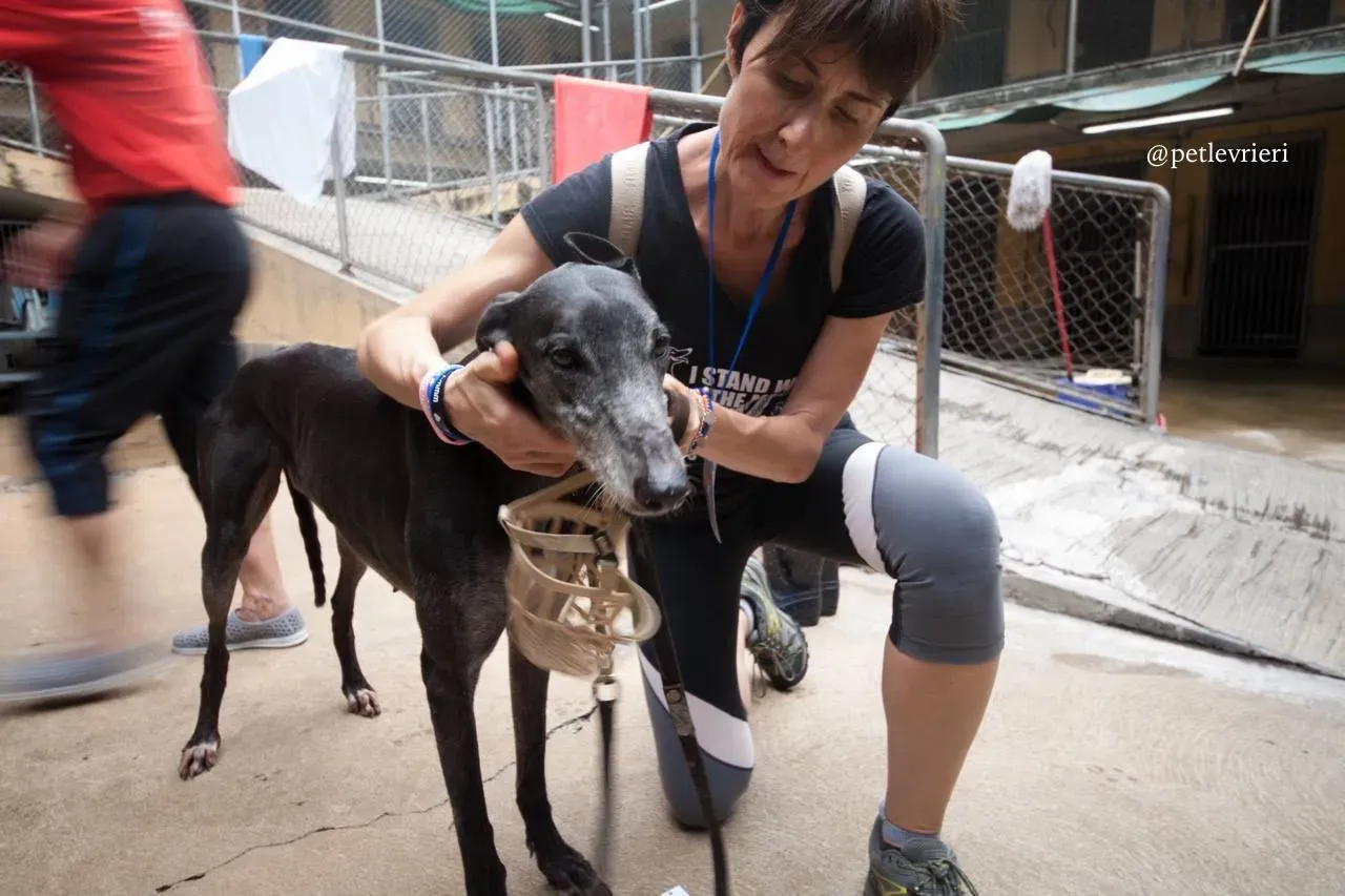 9 full house adozione greyhound macao