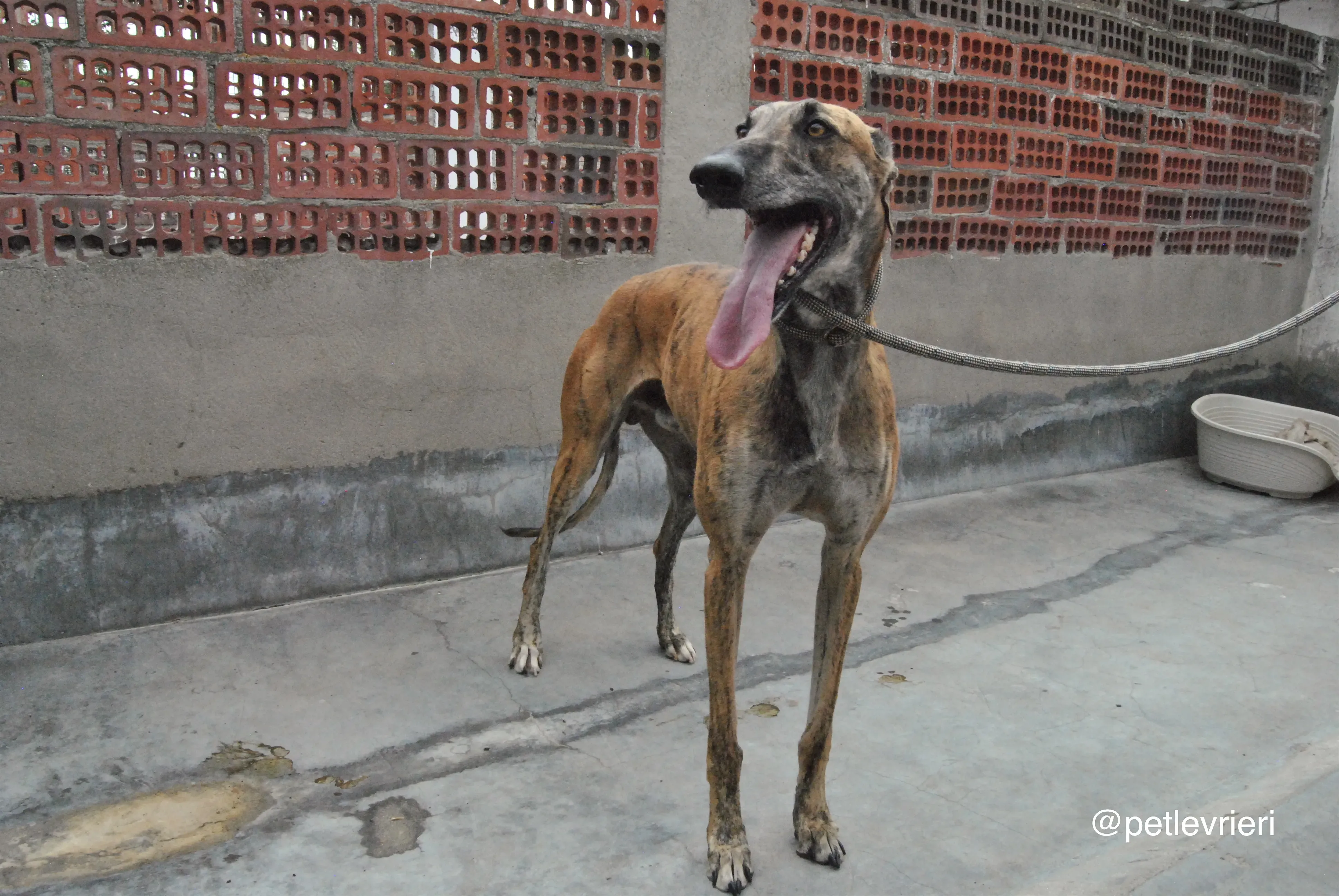 9 furia adozione levrieri galgo 1