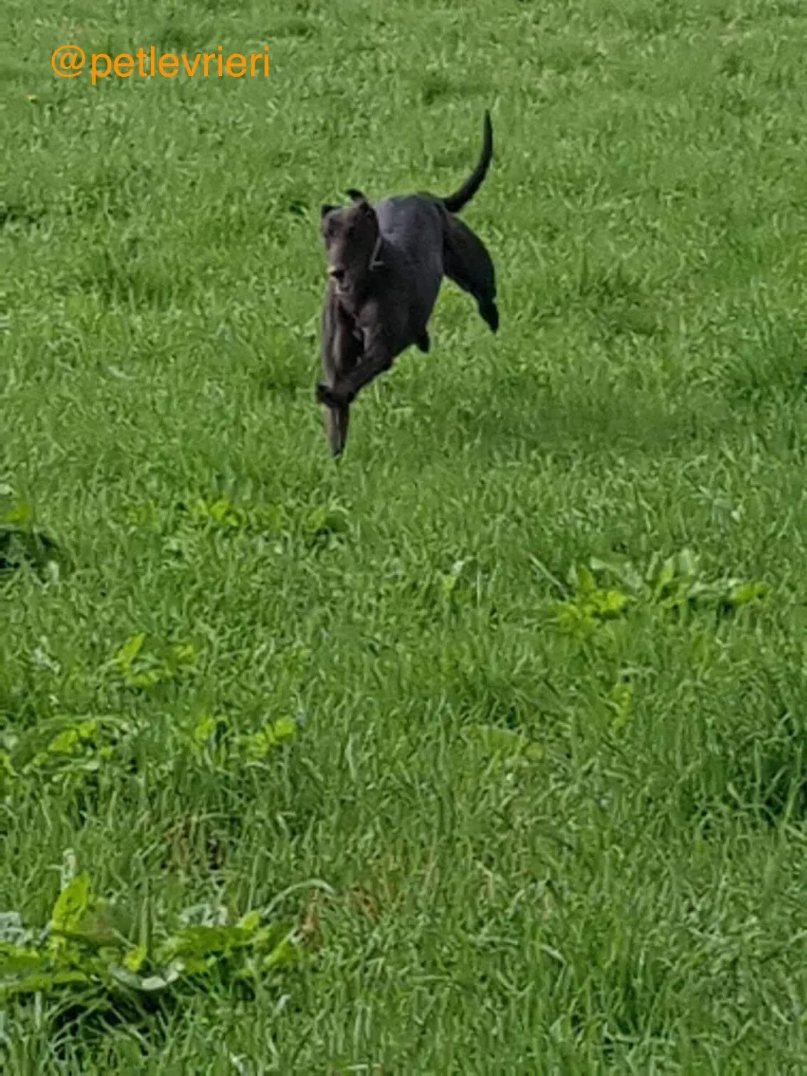 9 halla adozione levrieri greyhound