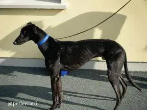 9 high mantenace adozione greyhound macao