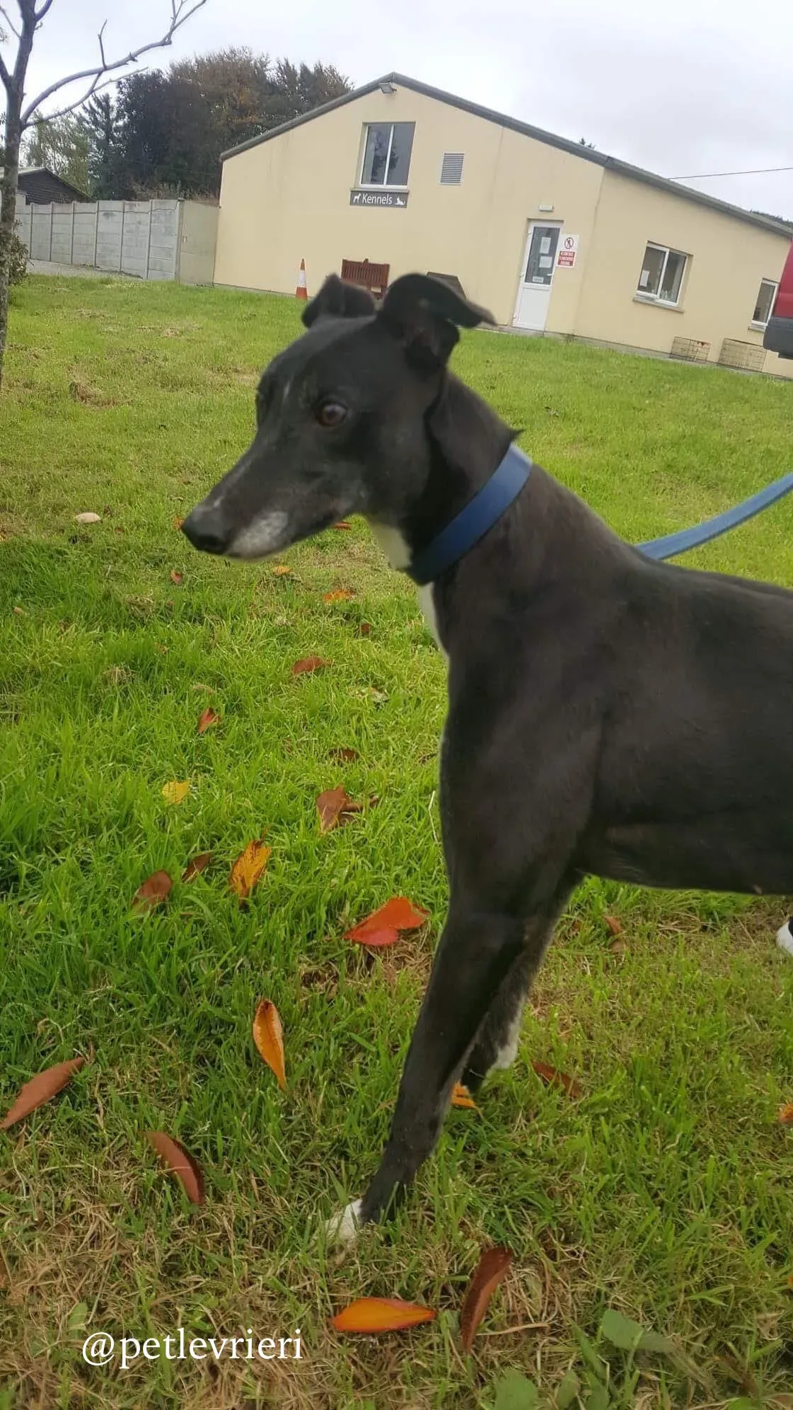 9 hilary adozione levrieri greyhound