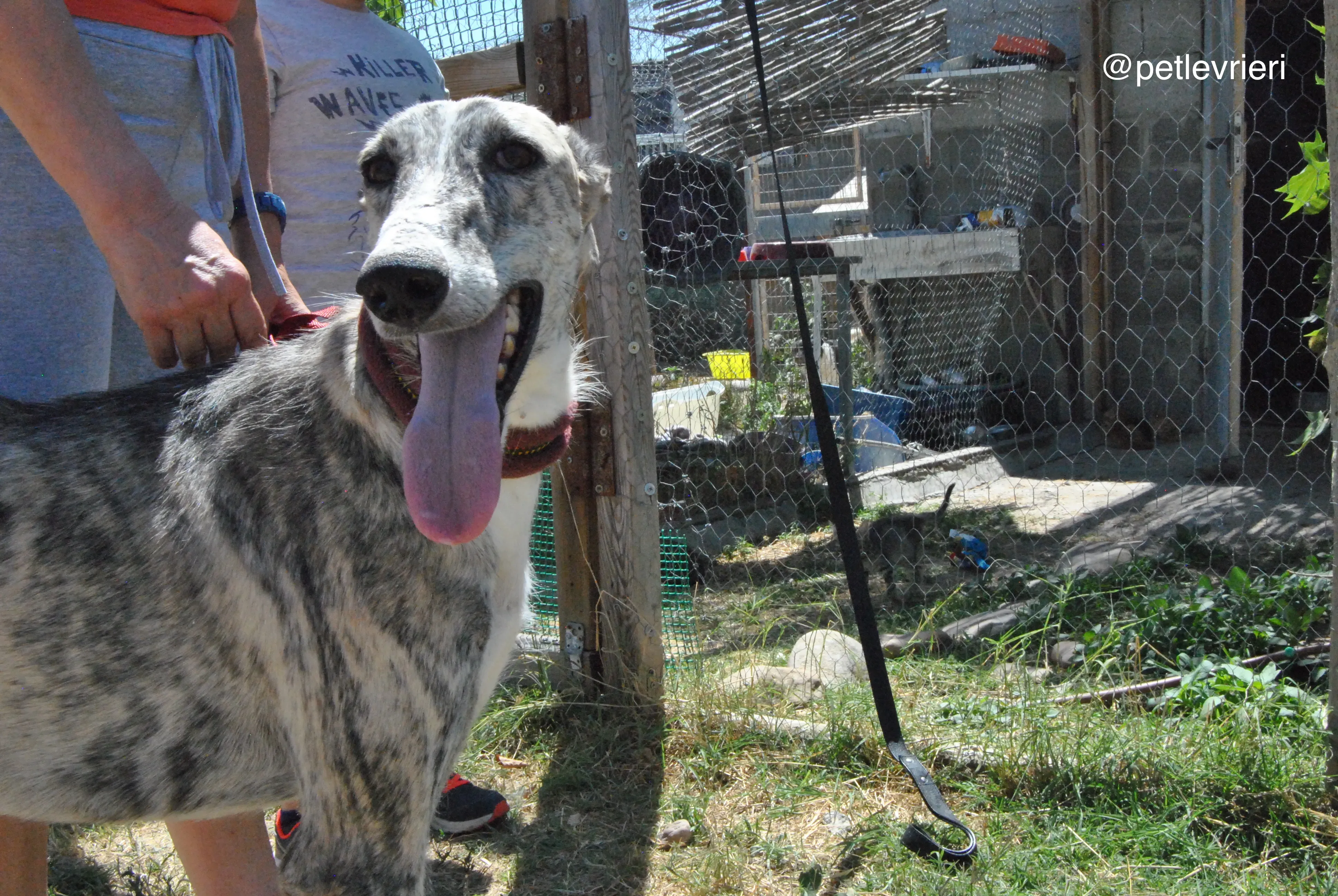 9 hispano adozione levrieri galgo