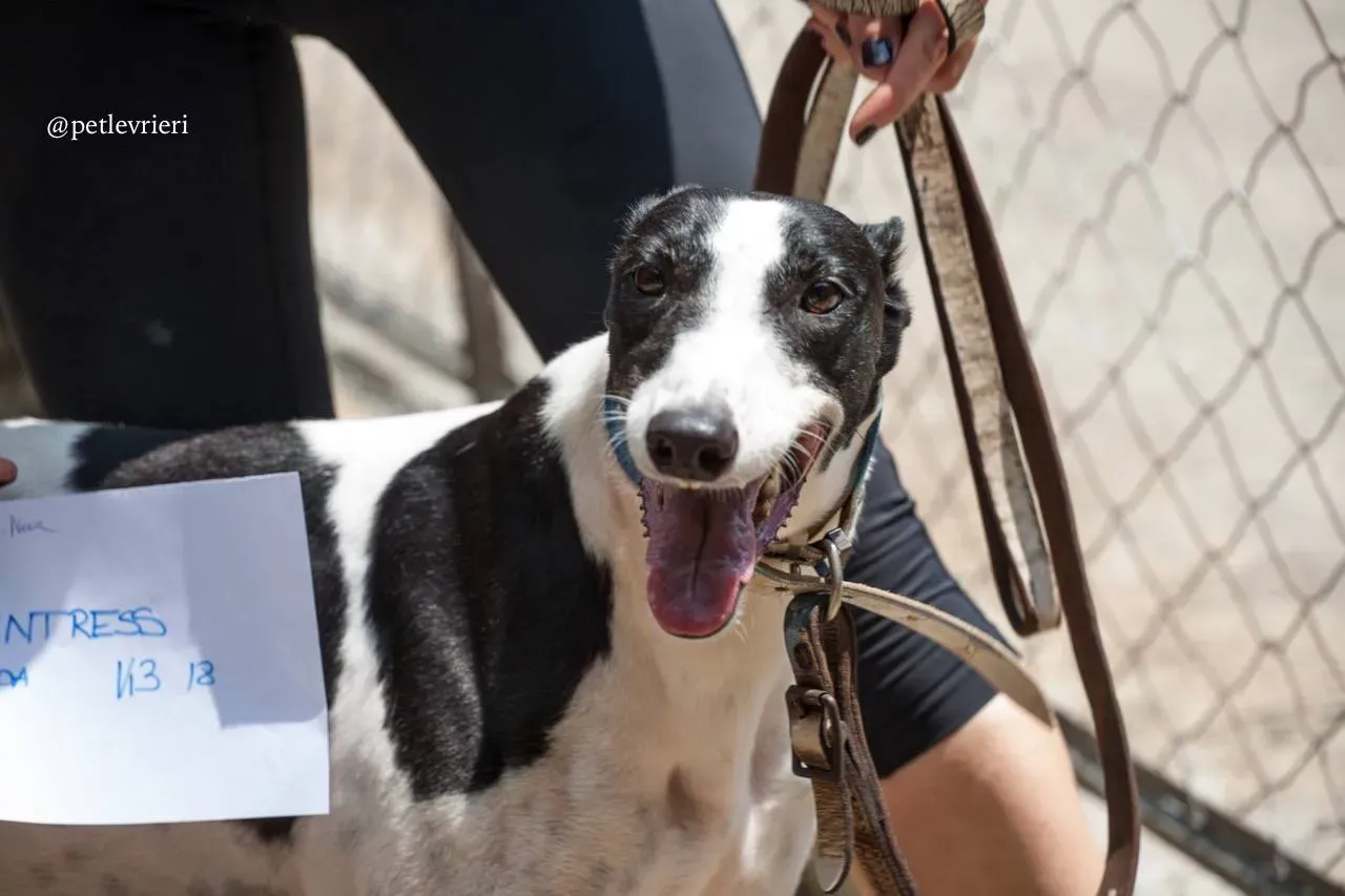 9 huntress adozione greyhound macao