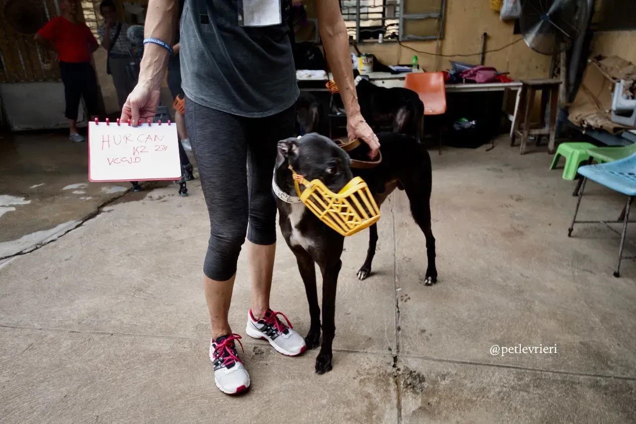 9 hurcan adozione greyhound macao