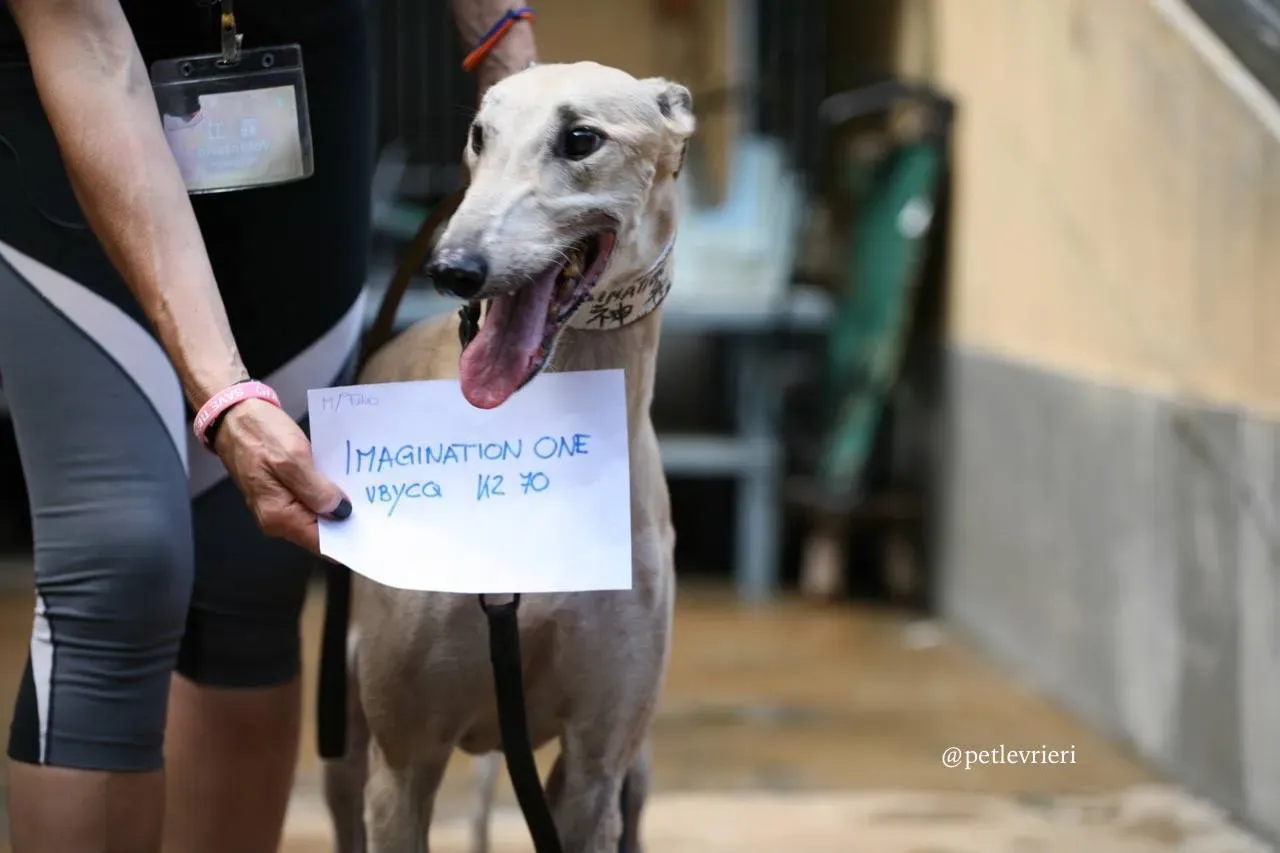 9 imagination one adozione greyhound macao