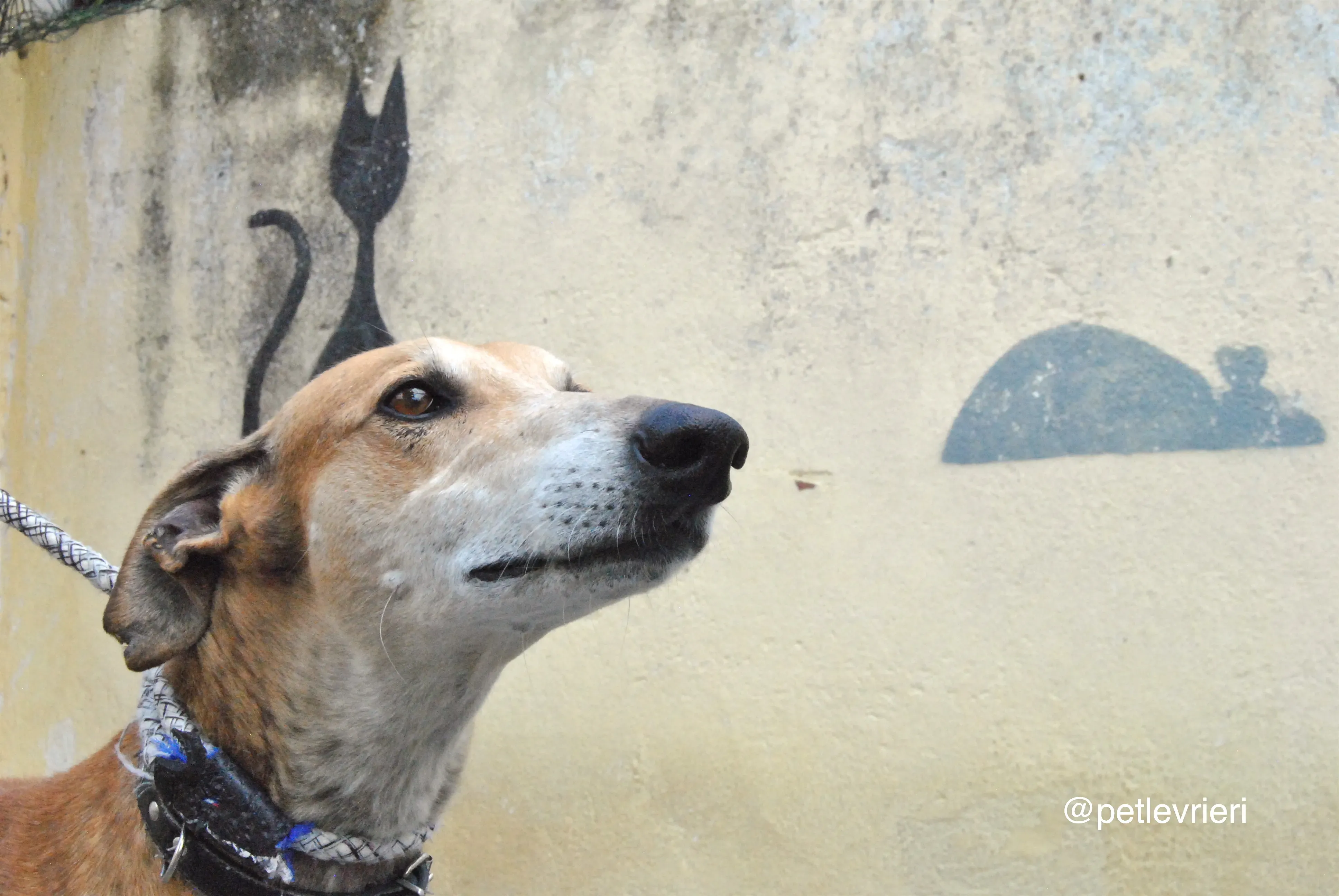 9 imperio adozione levrieri galgo