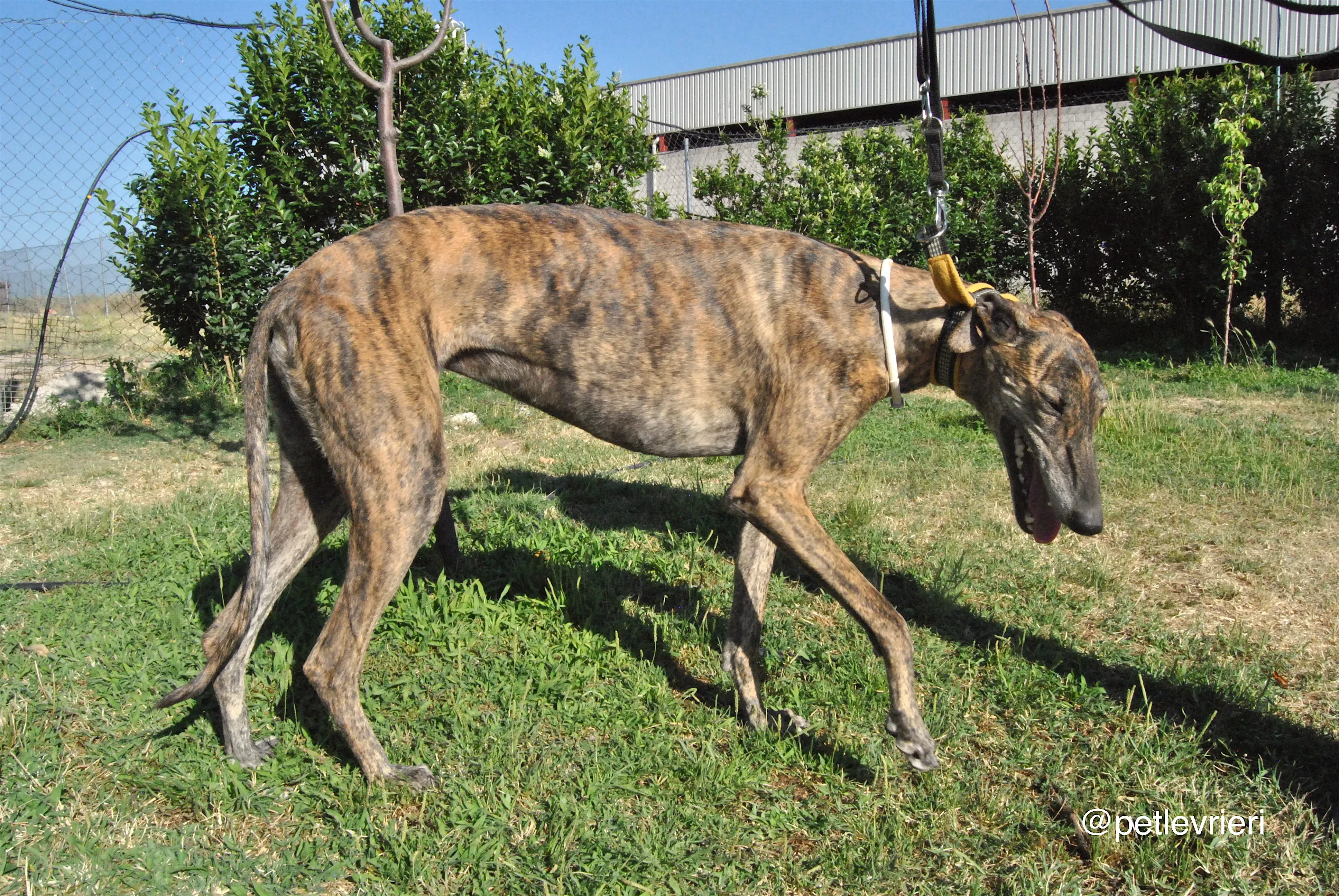 9 jara adozione levrieri galgo 1