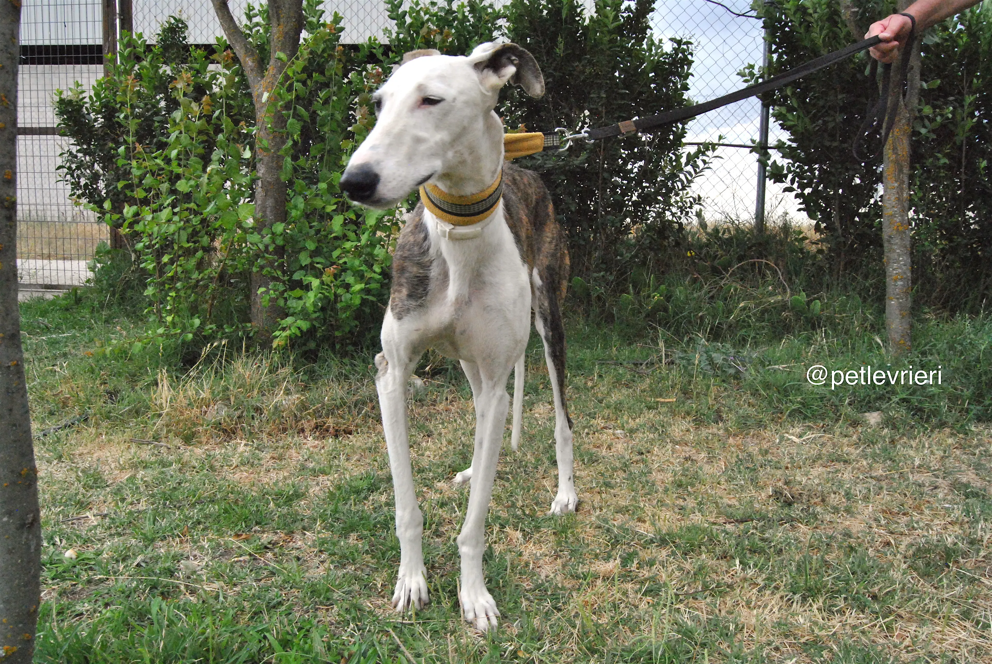9 josua adozione levrieri galgo
