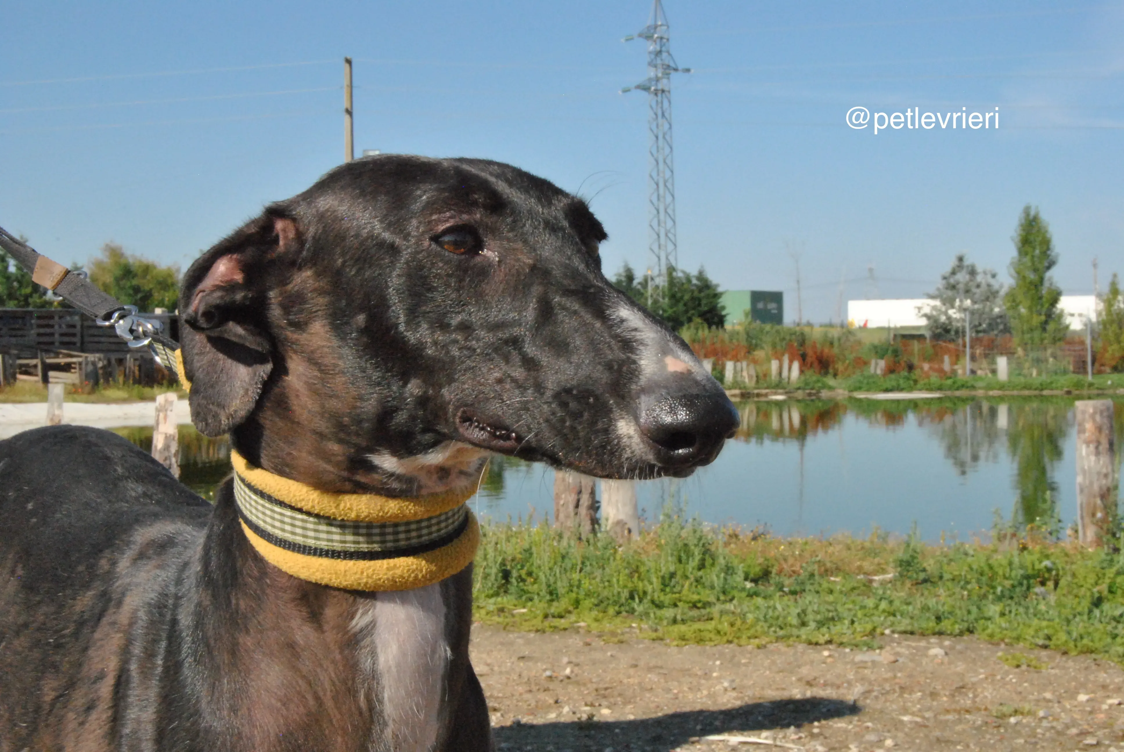 9 lacompleta adozione levrieri galgo