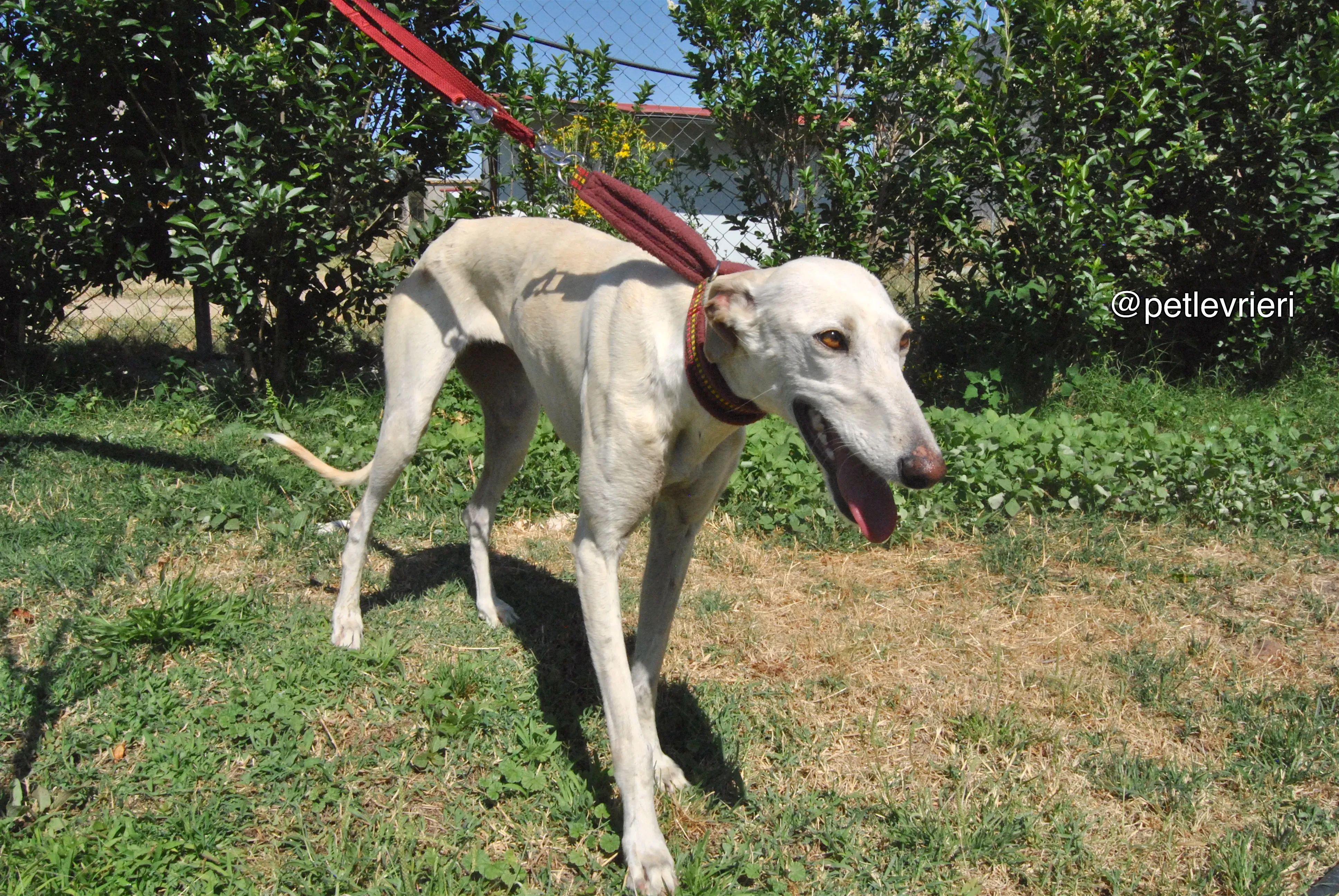 9 laila adozione levrieri galgo
