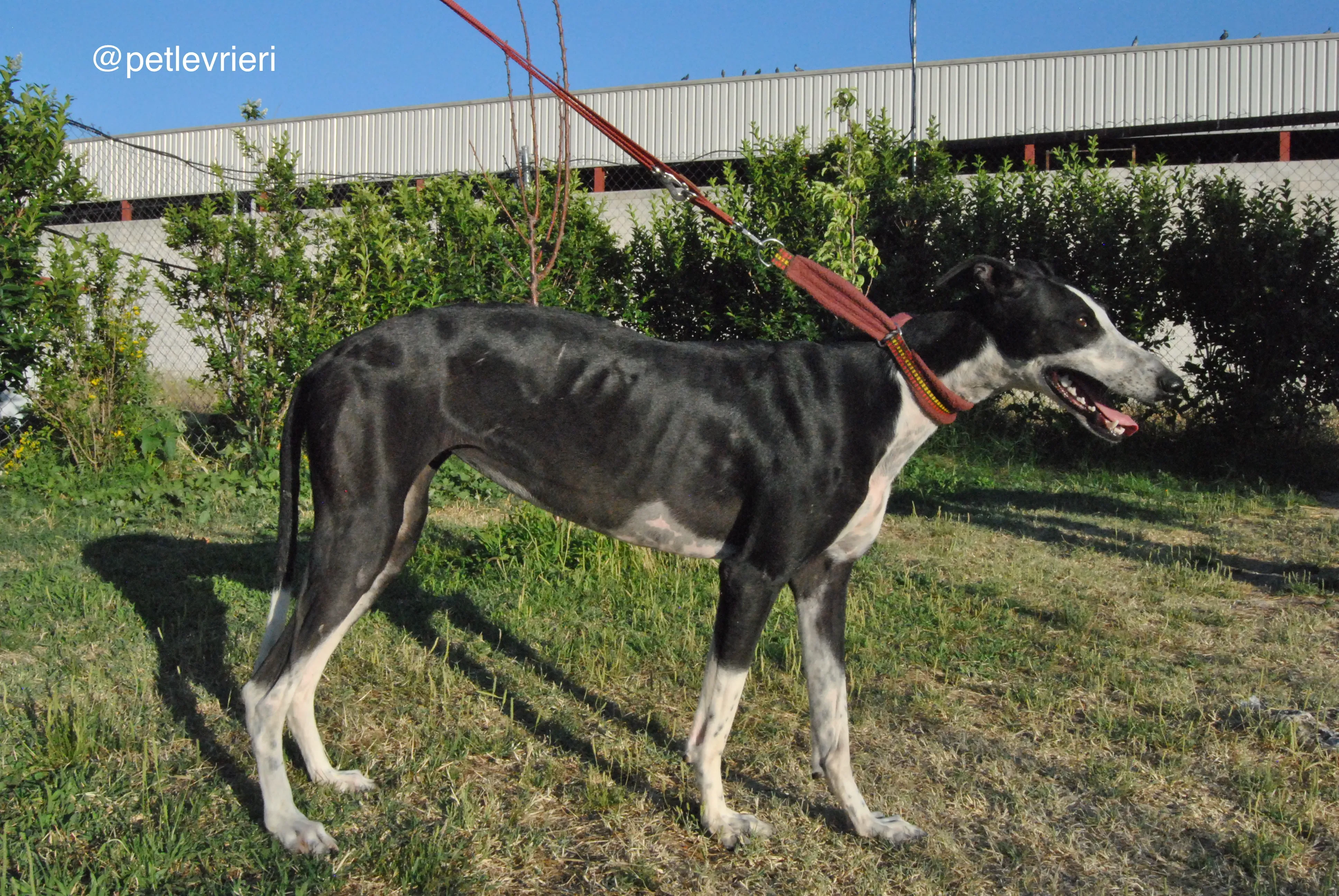 9 lili adozione levrieri galgo