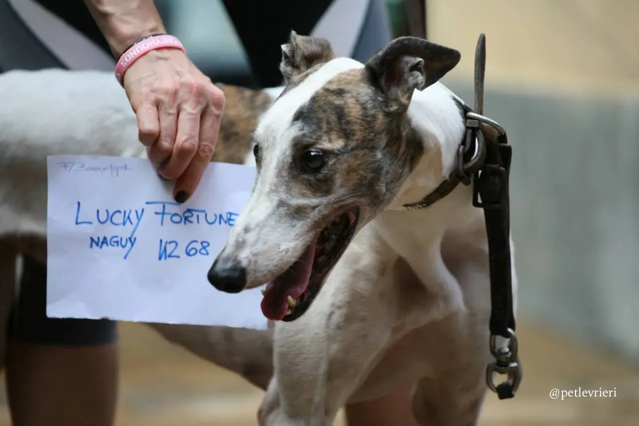 9 lucky fortune adozione greyhound macao