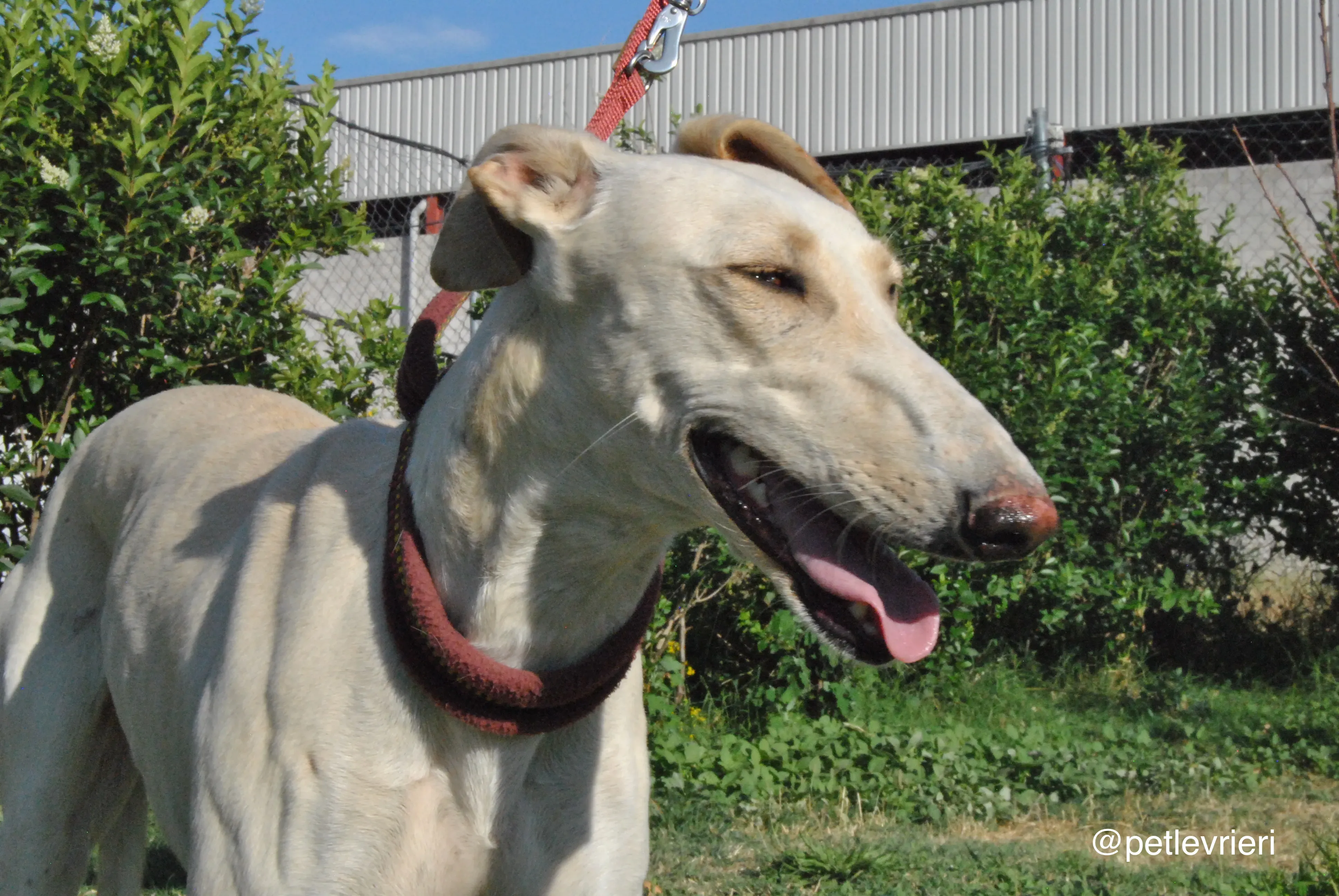 9 mari adozione levrieri galgo