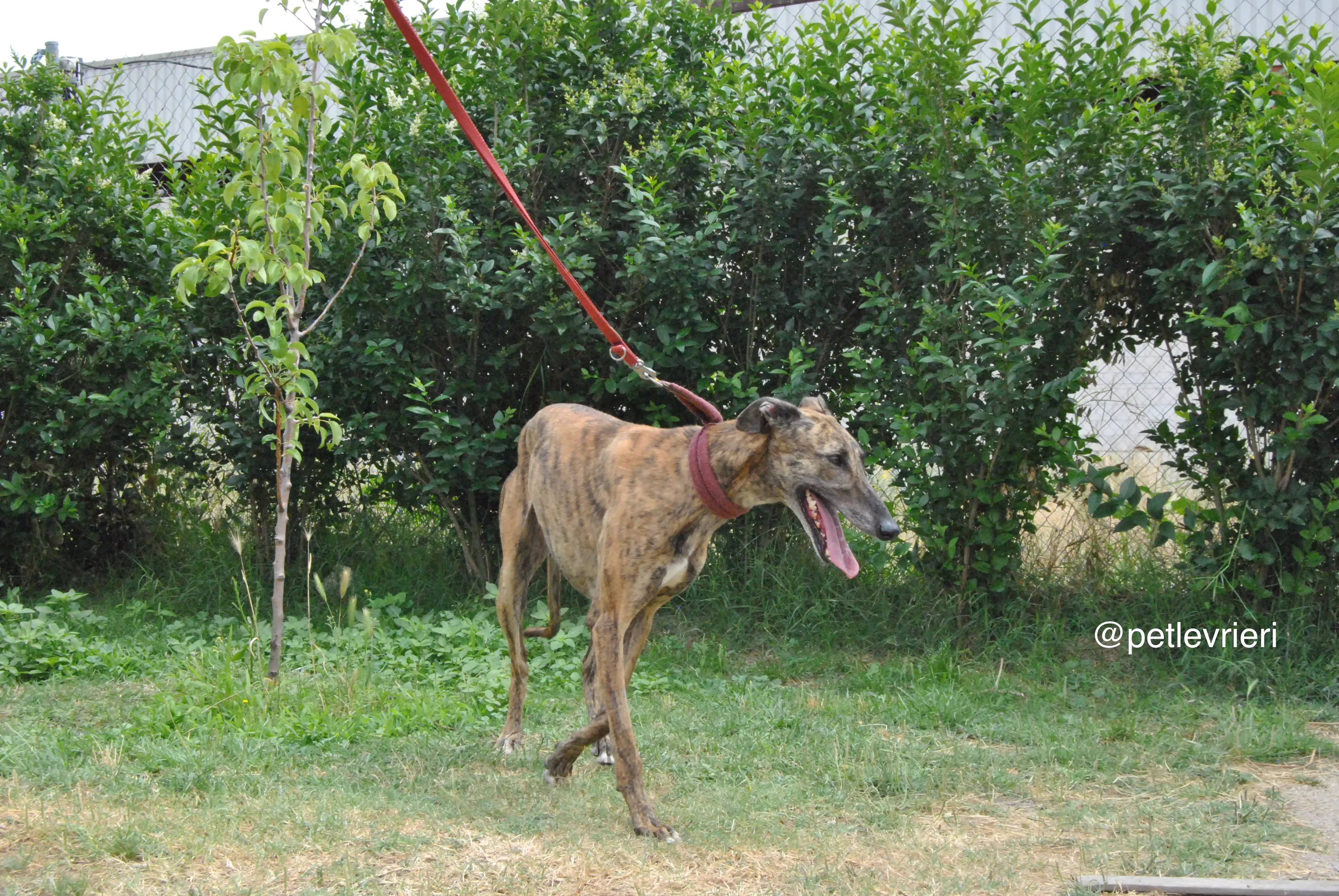 9 meribel adozione levrieri galgo