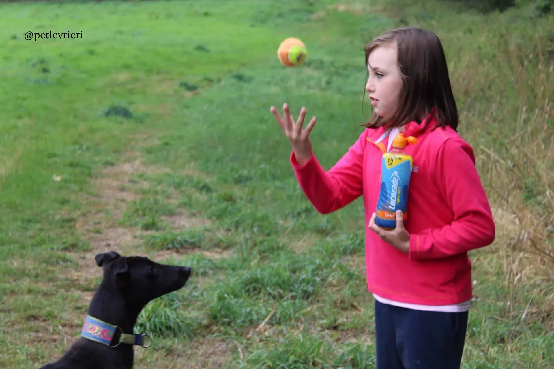 9 mignon adozione levrieri greyhound