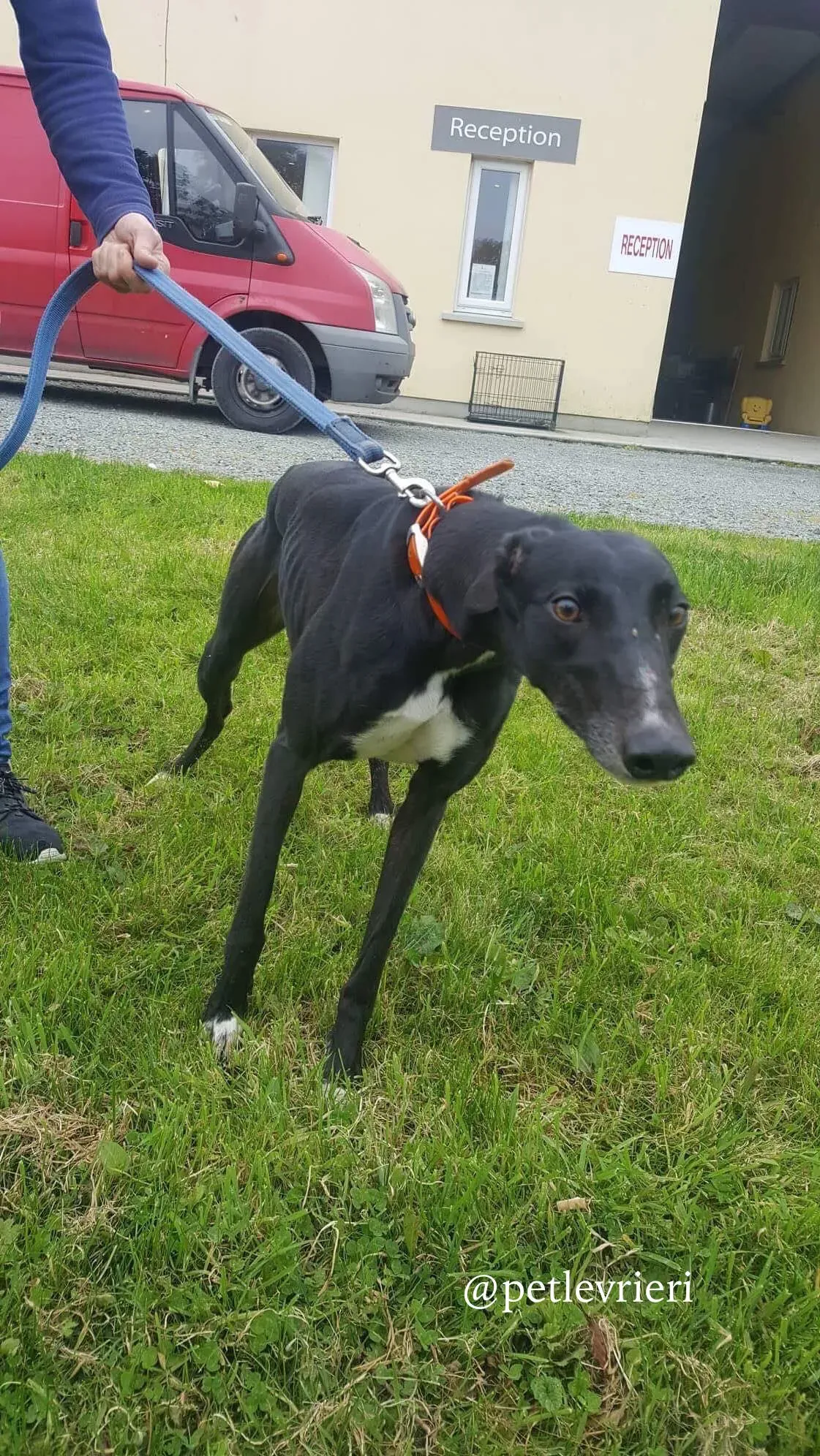 9 miss alice adozione levrieri greyhound