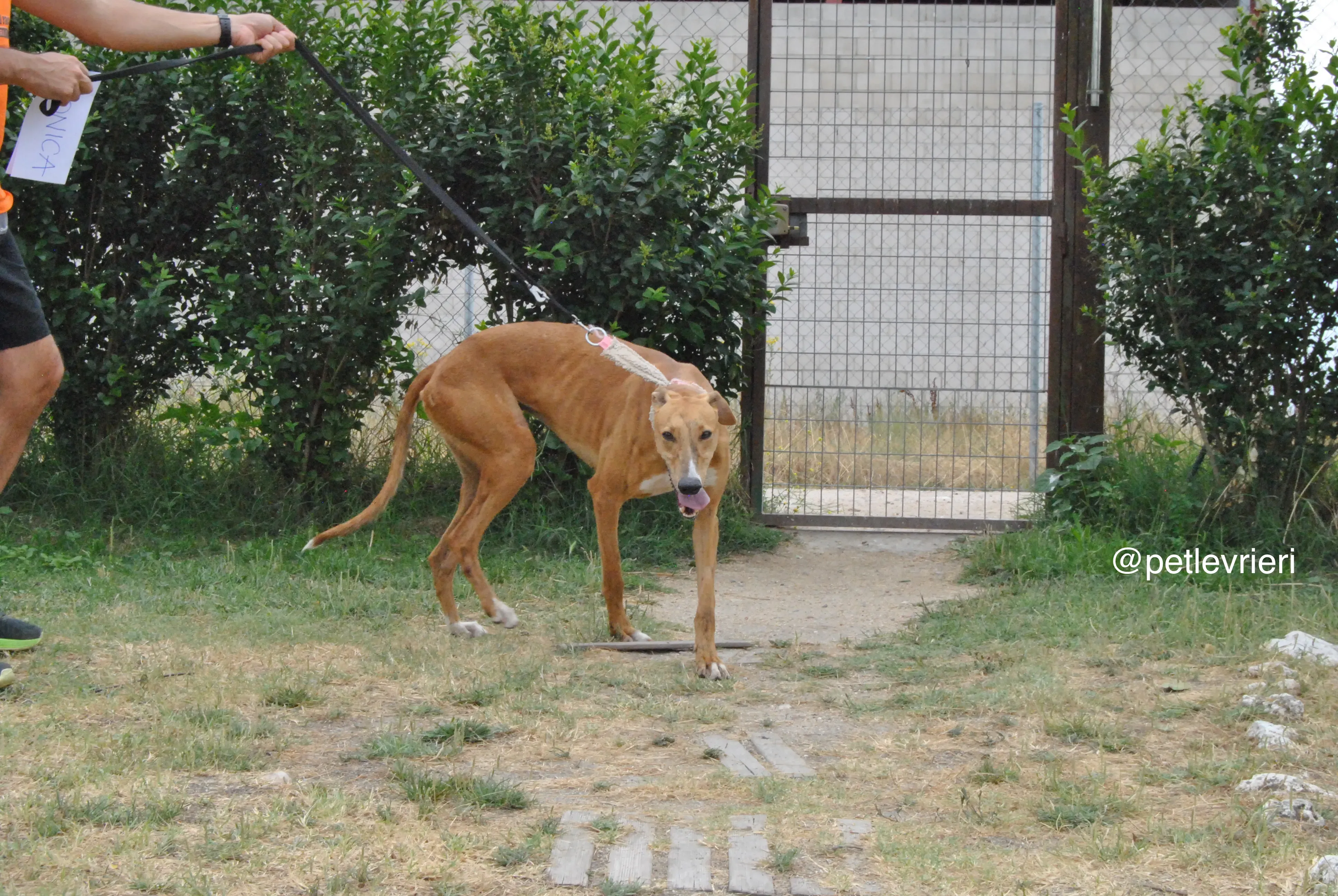 9 monica adozione levrieri galgo