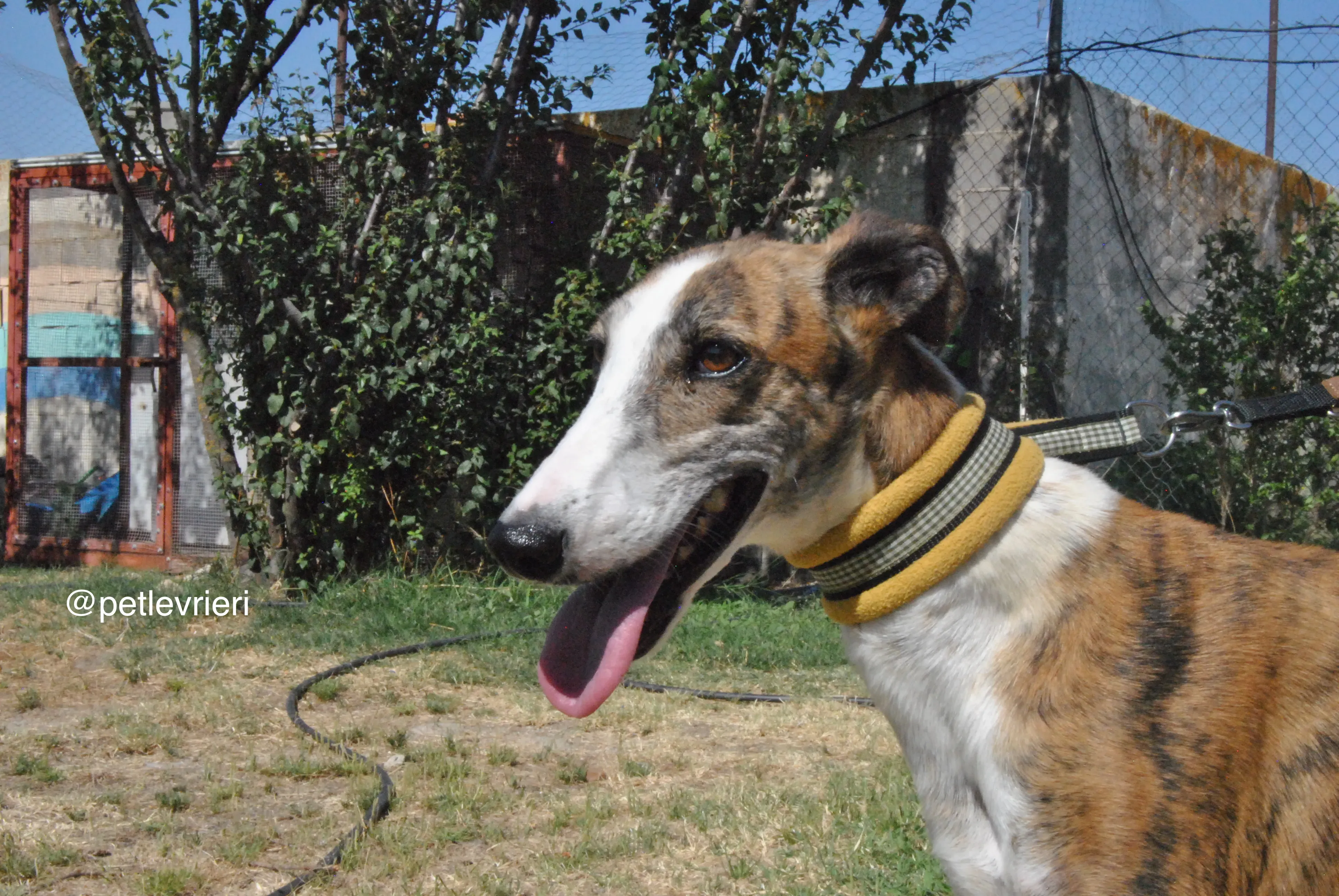 9 mumush adozione levrieri galgo