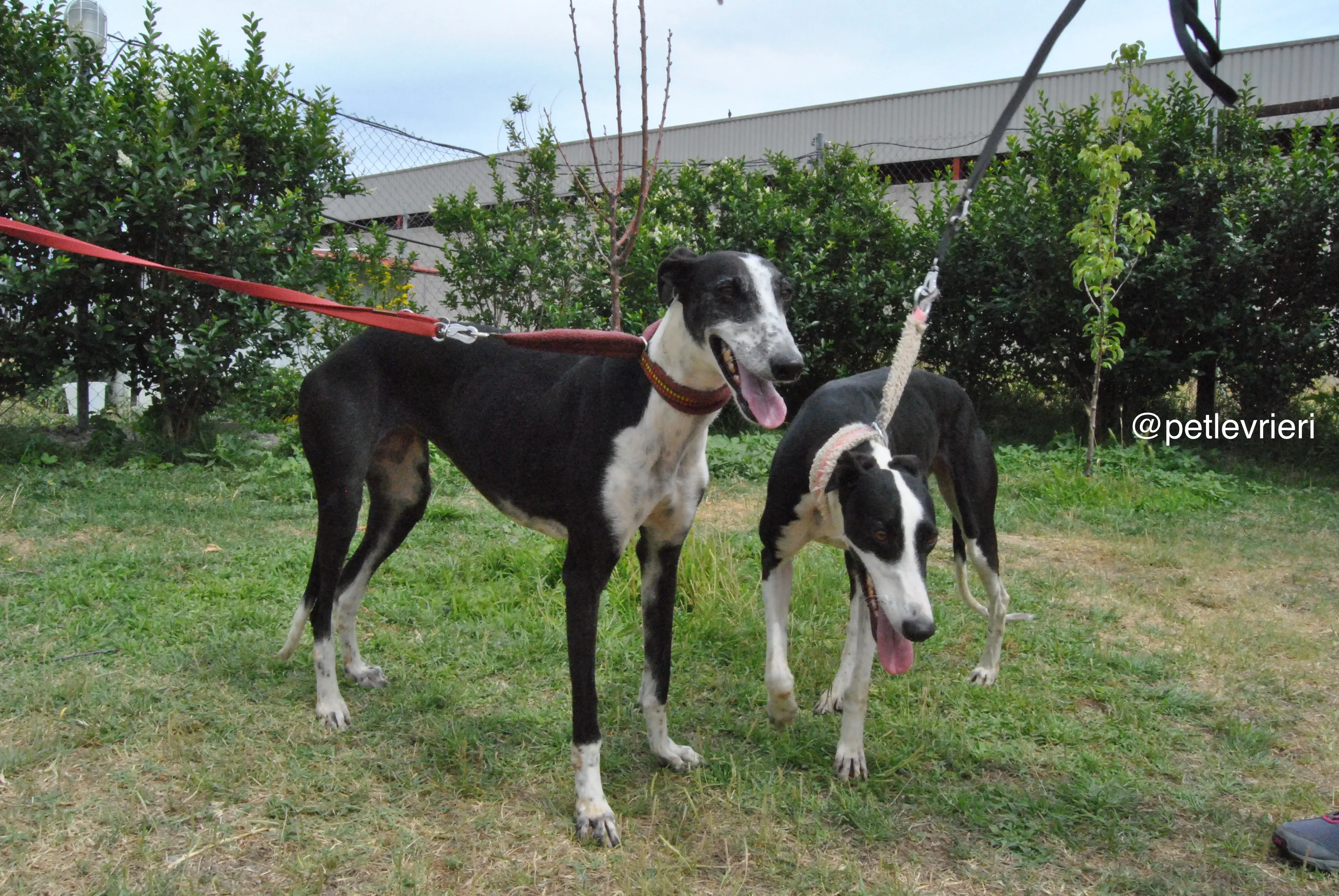 9 olga katarina adozione levrieri galgo