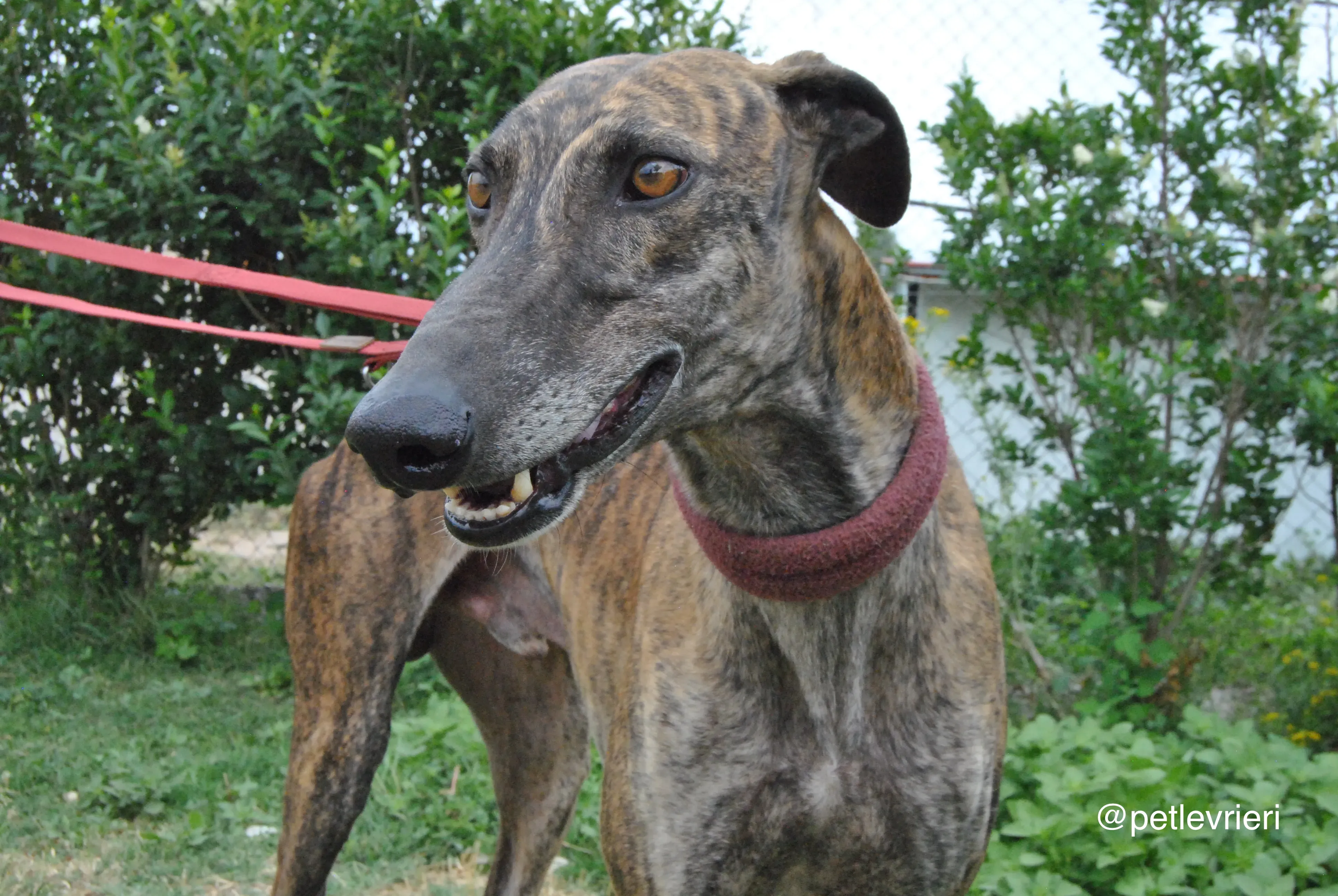 9 orion adozione levrieri galgo