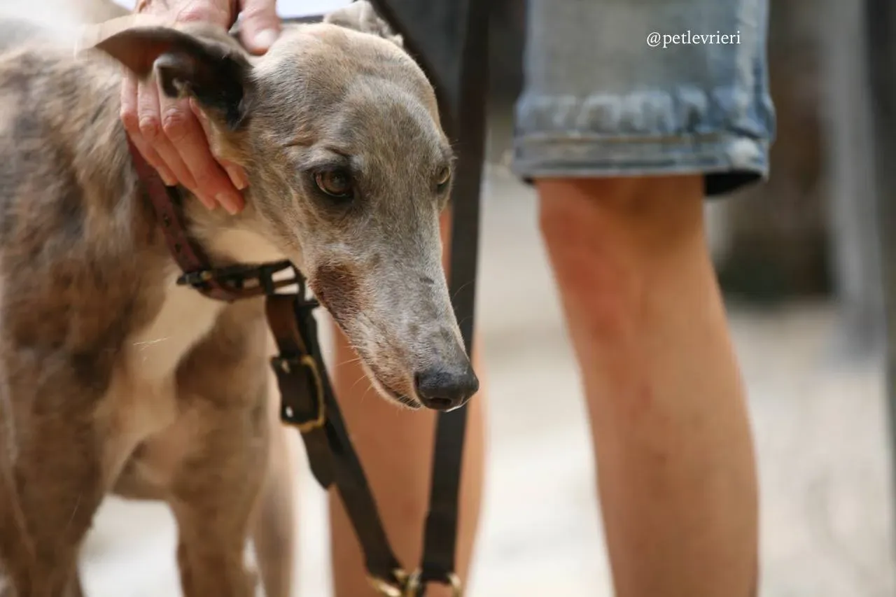 9 oyster crown adozione greyhound macao