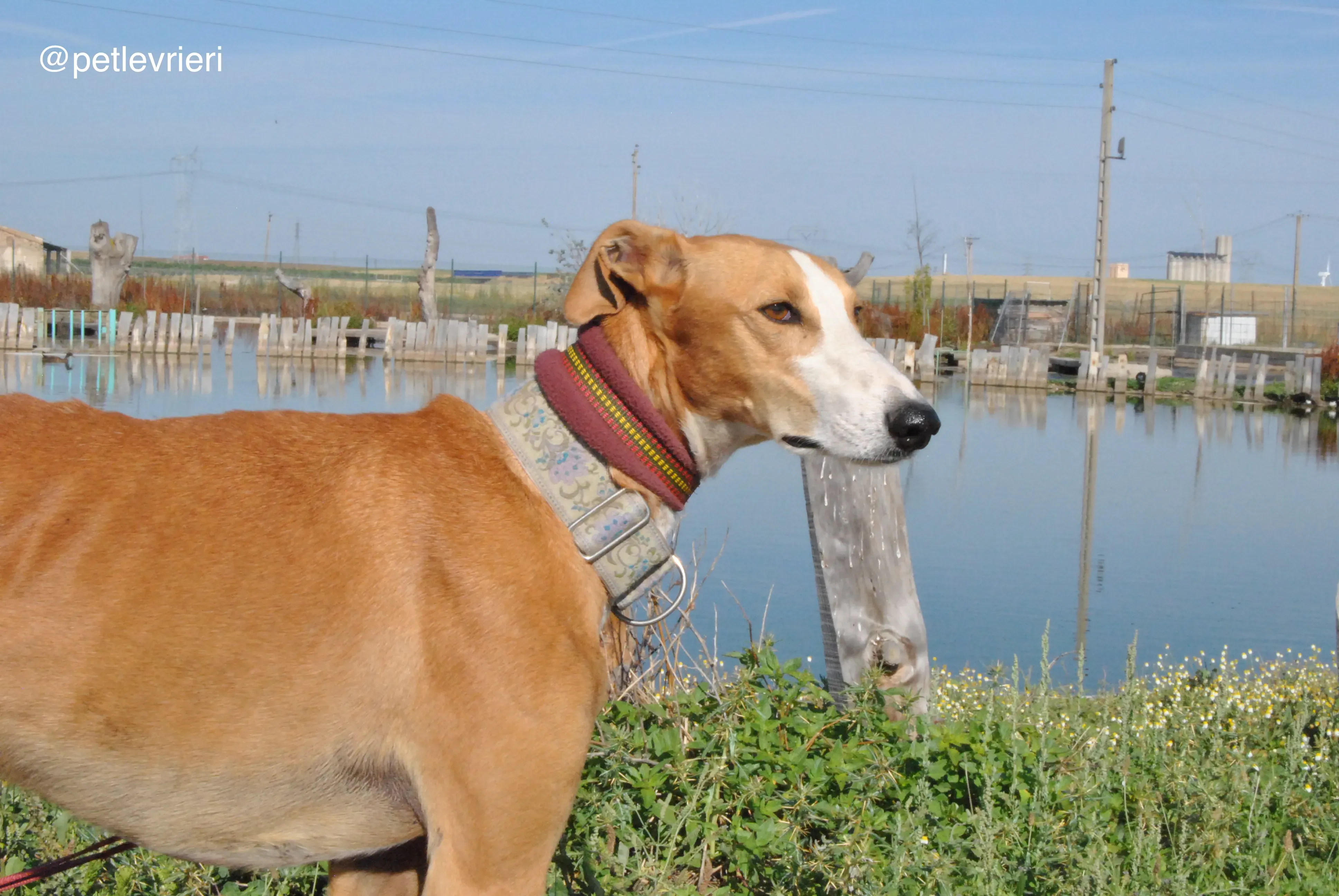 9 patas adozione levrieri galgo