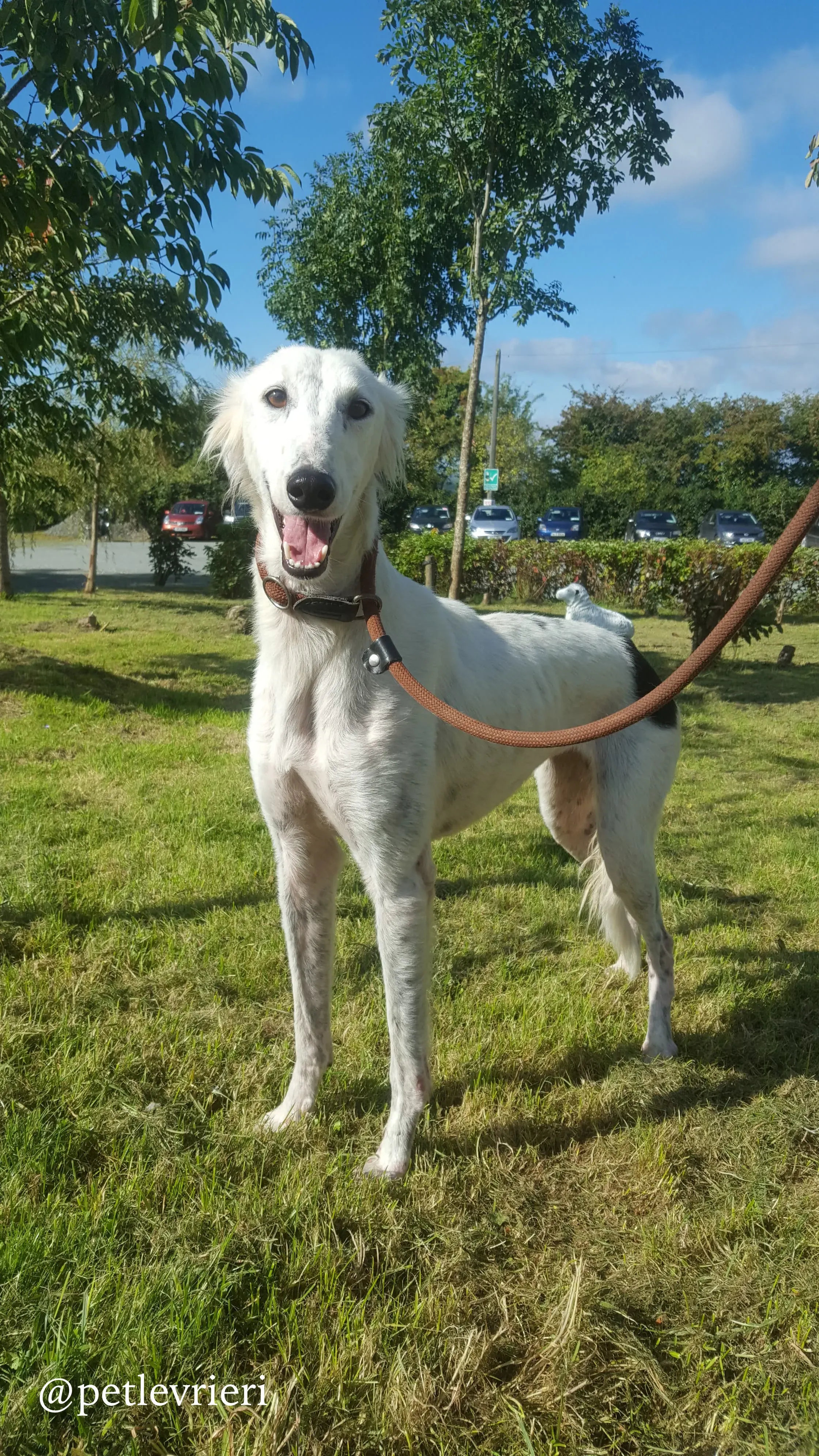 9 pippin adozione levrieri greyhound