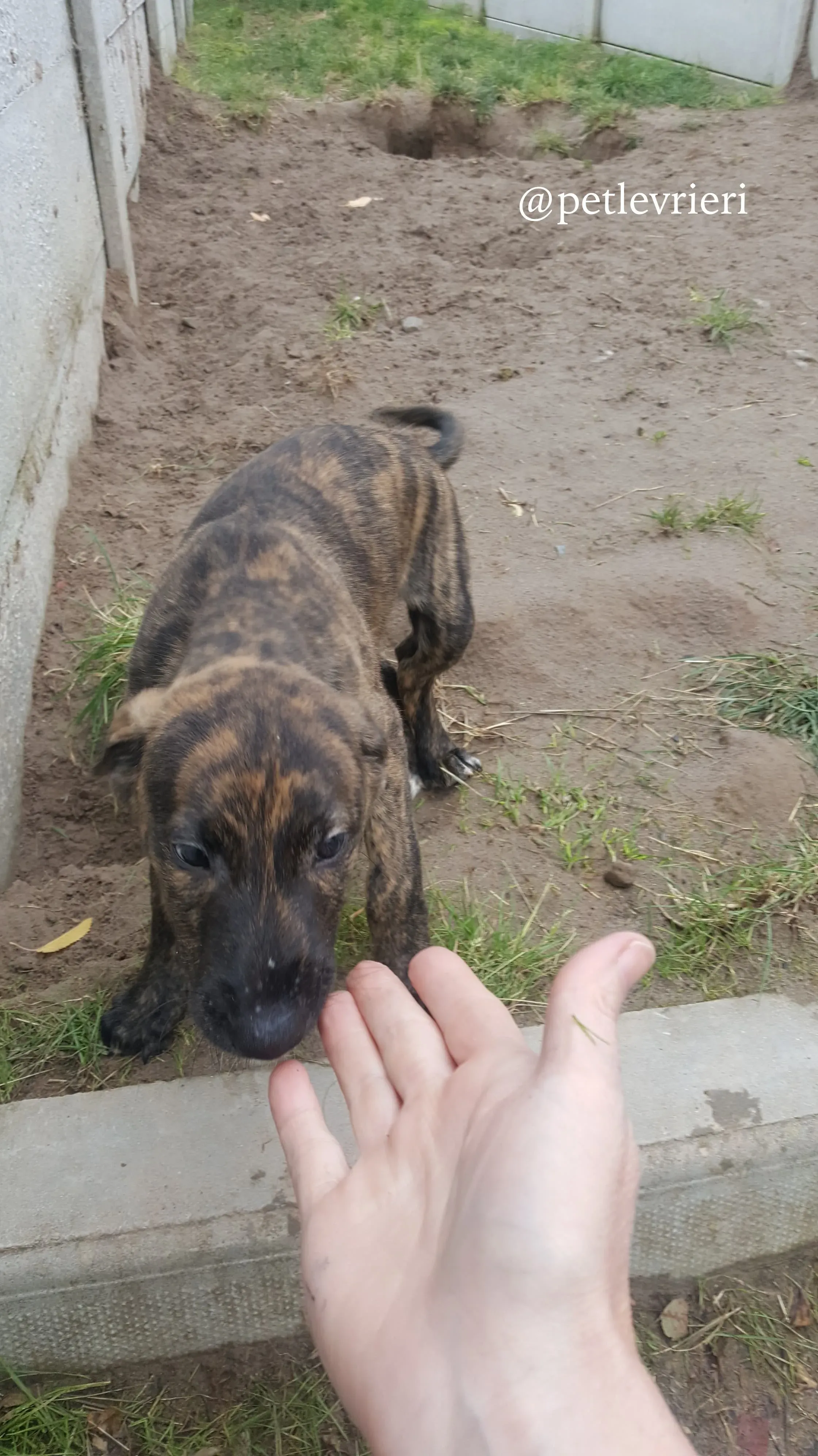 9 puppy adozione greyhound