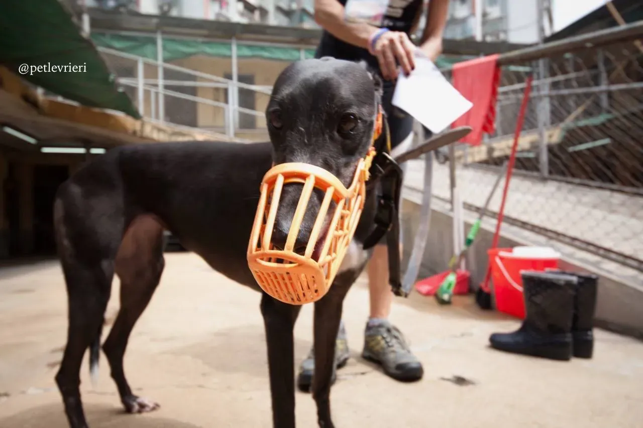 9 rise to me adozione greyhound macao