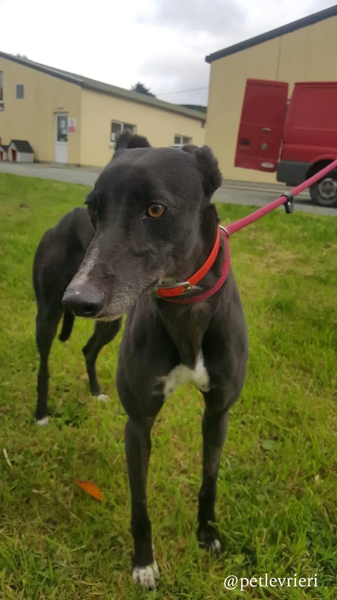 9 rosie adozione levrieri greyhound