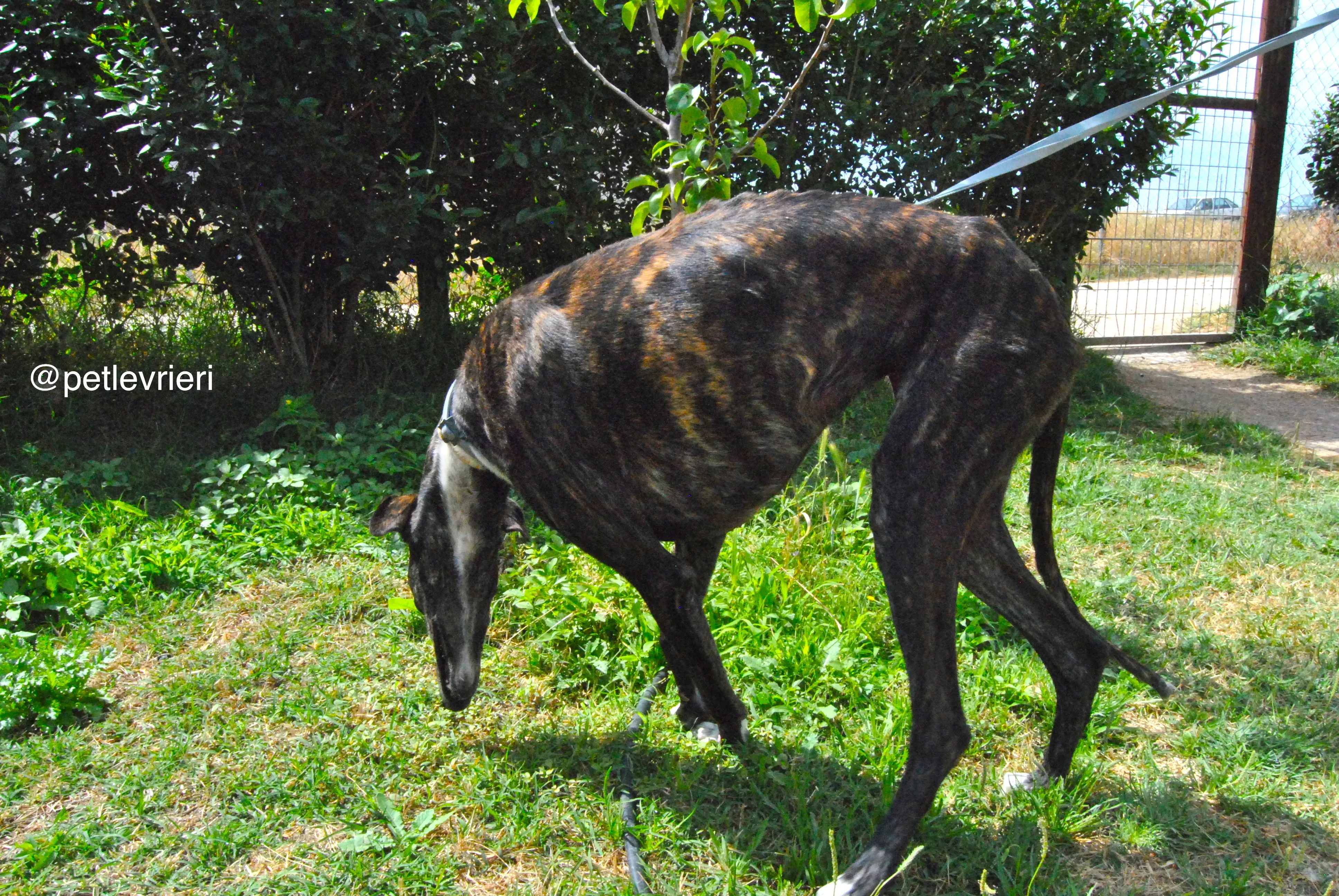 9 sasha adozione levrieri galgo 1