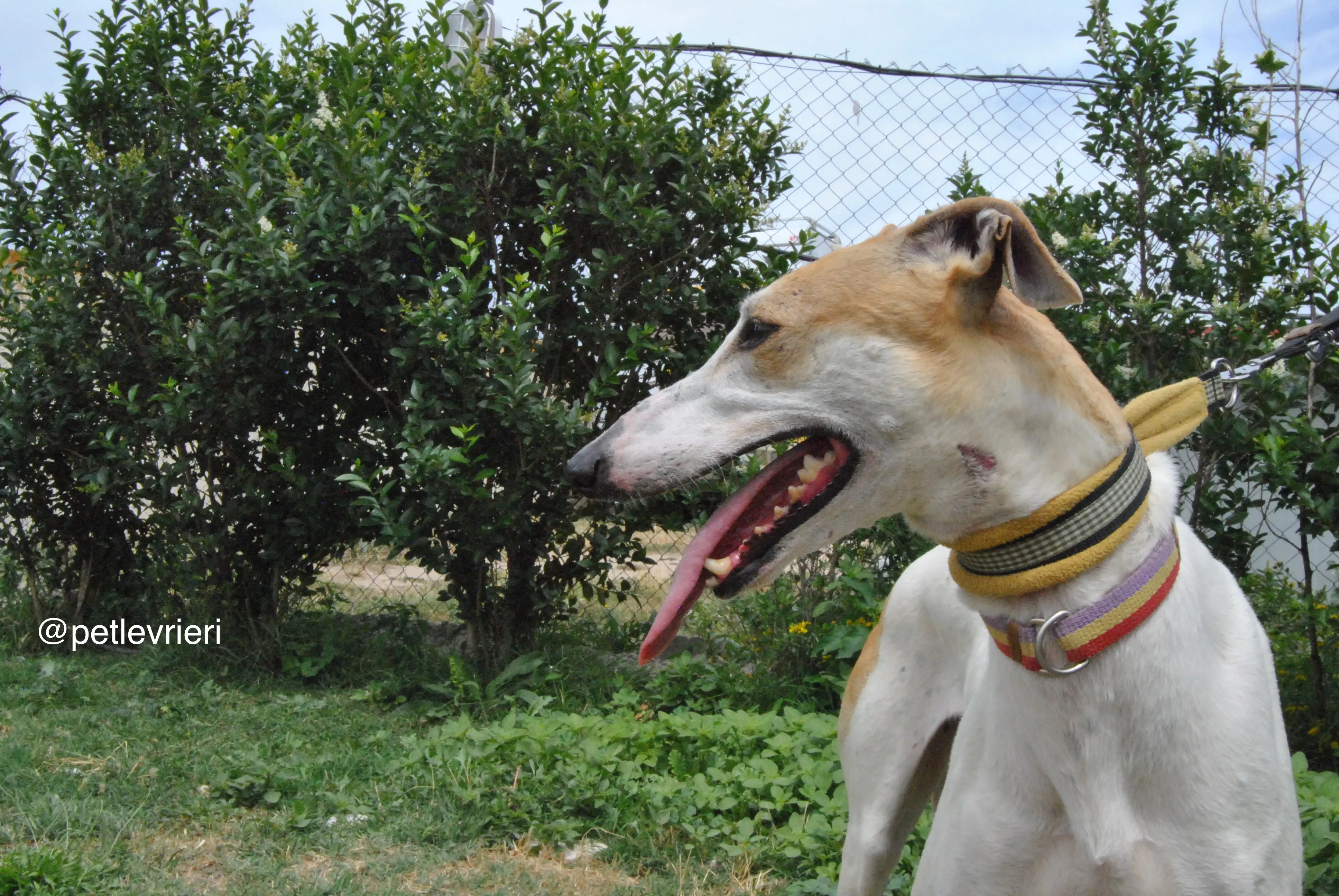9 soda adozione levrieri galgo