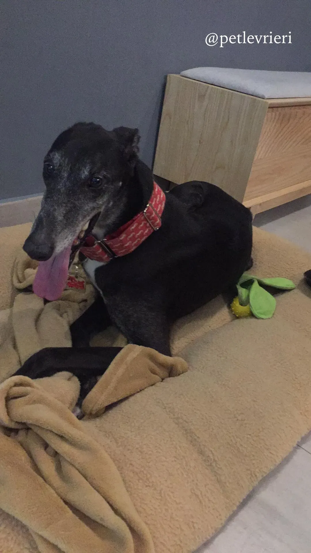 9 sparky adozione greyhound macao