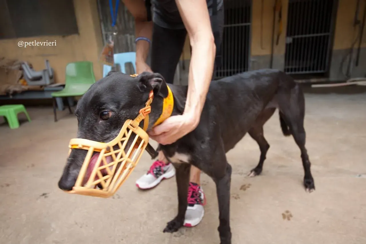 9 sprite point adozione greyhound macao