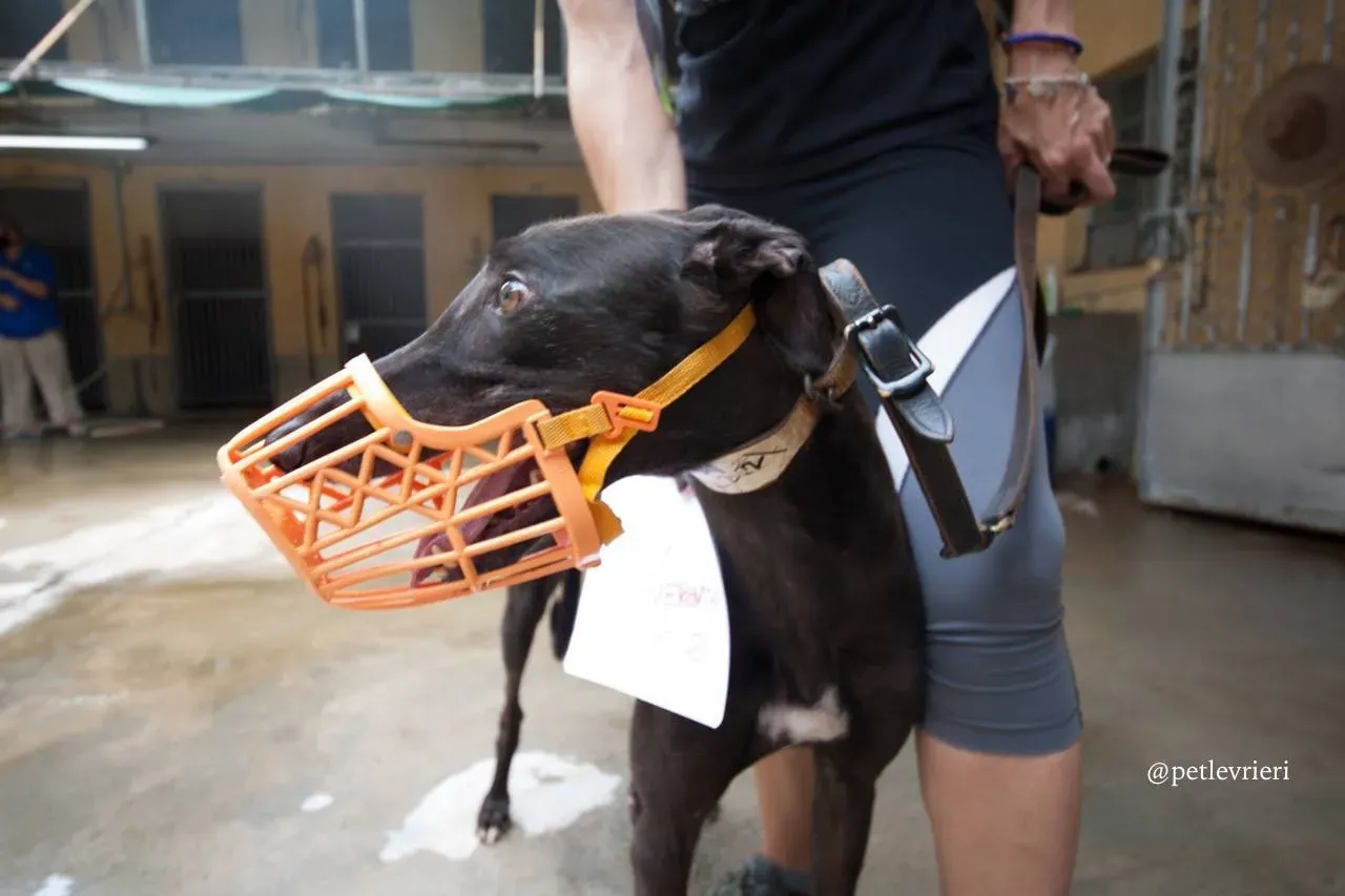 9 spritely keroma adozione greyhound macao