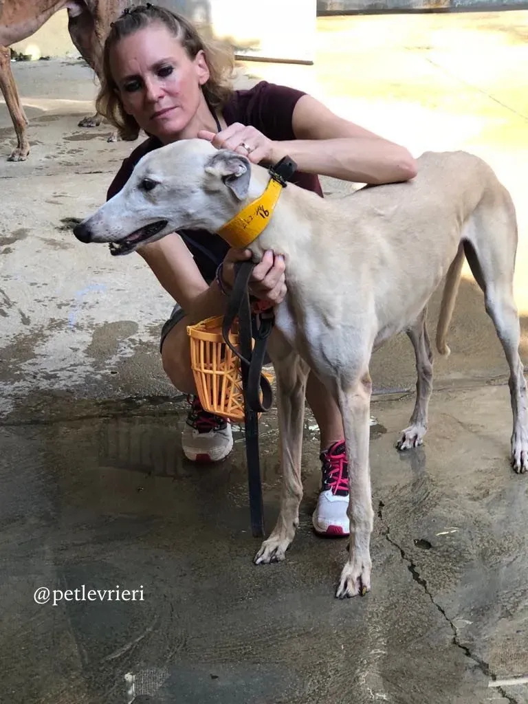 9 sure sure sweet adozione greyhound macao 768x1024