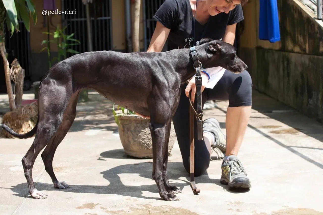 9 sweet choice adozione greyhound macao