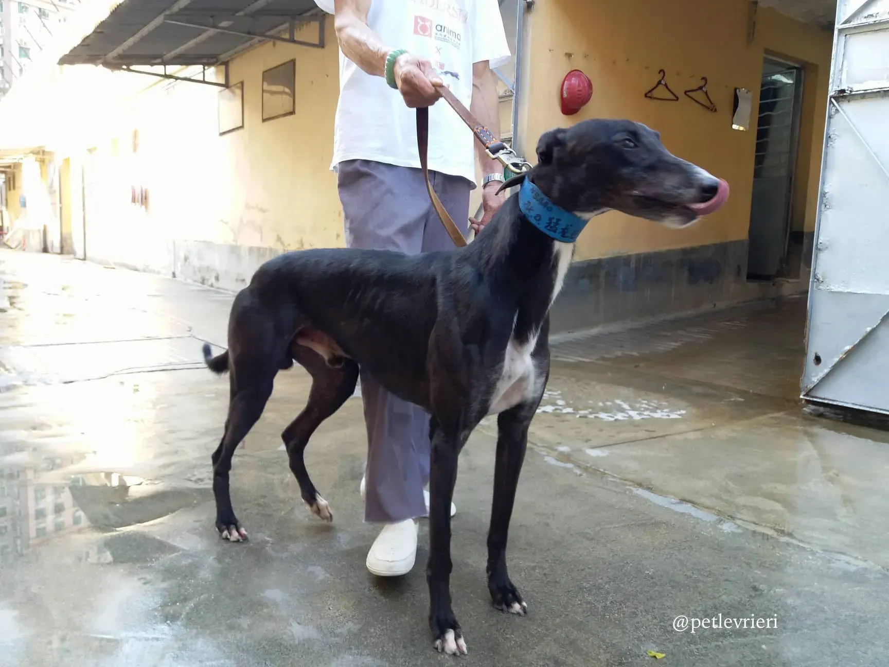 9 turramurra tom adozione greyhound macao