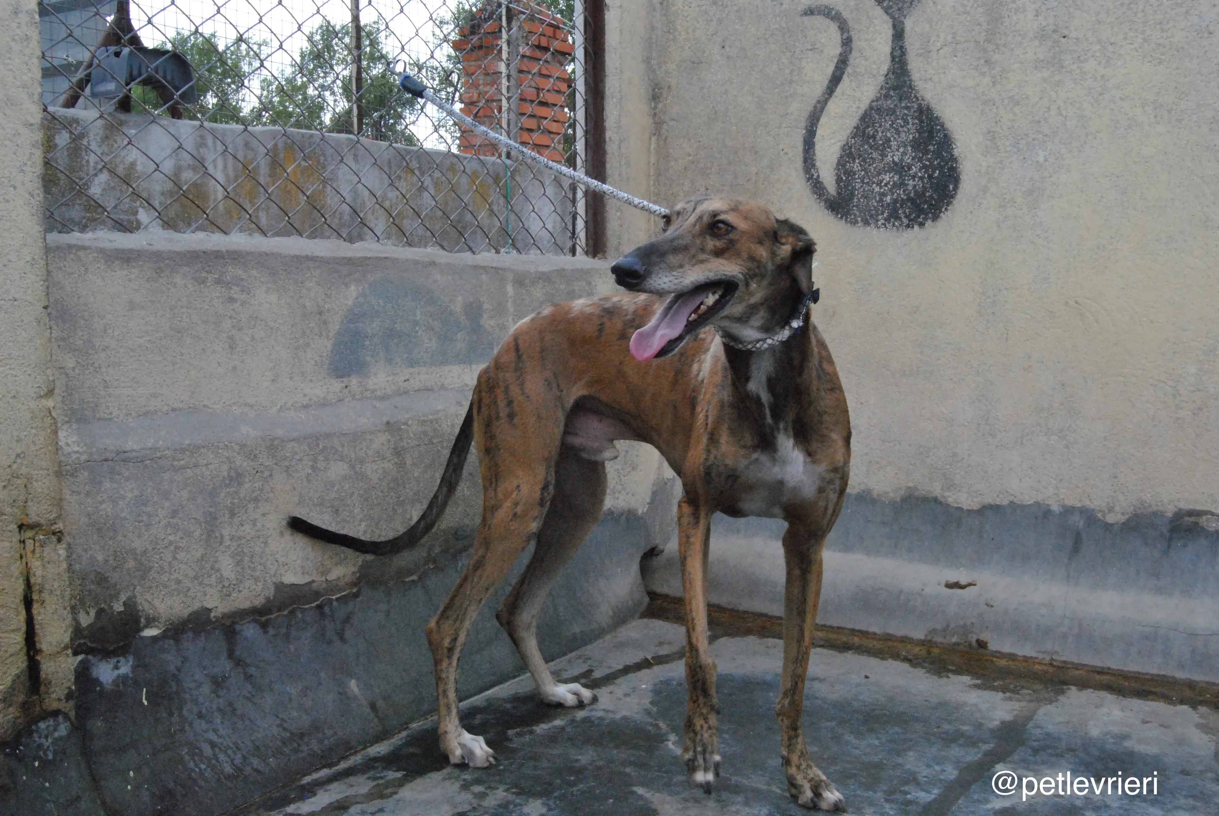 9 verdi adozione levrieri galgo