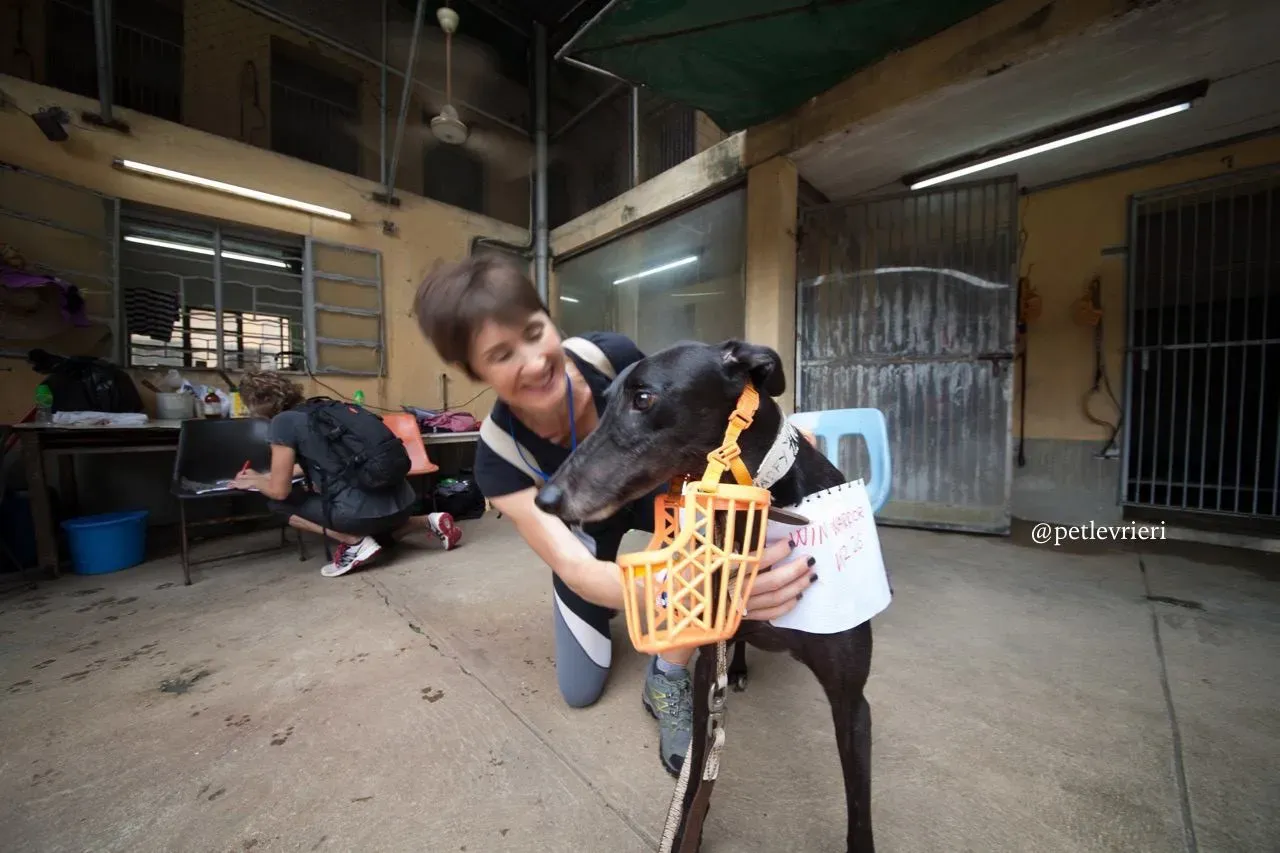 9 win warrior adozione greyhound macao