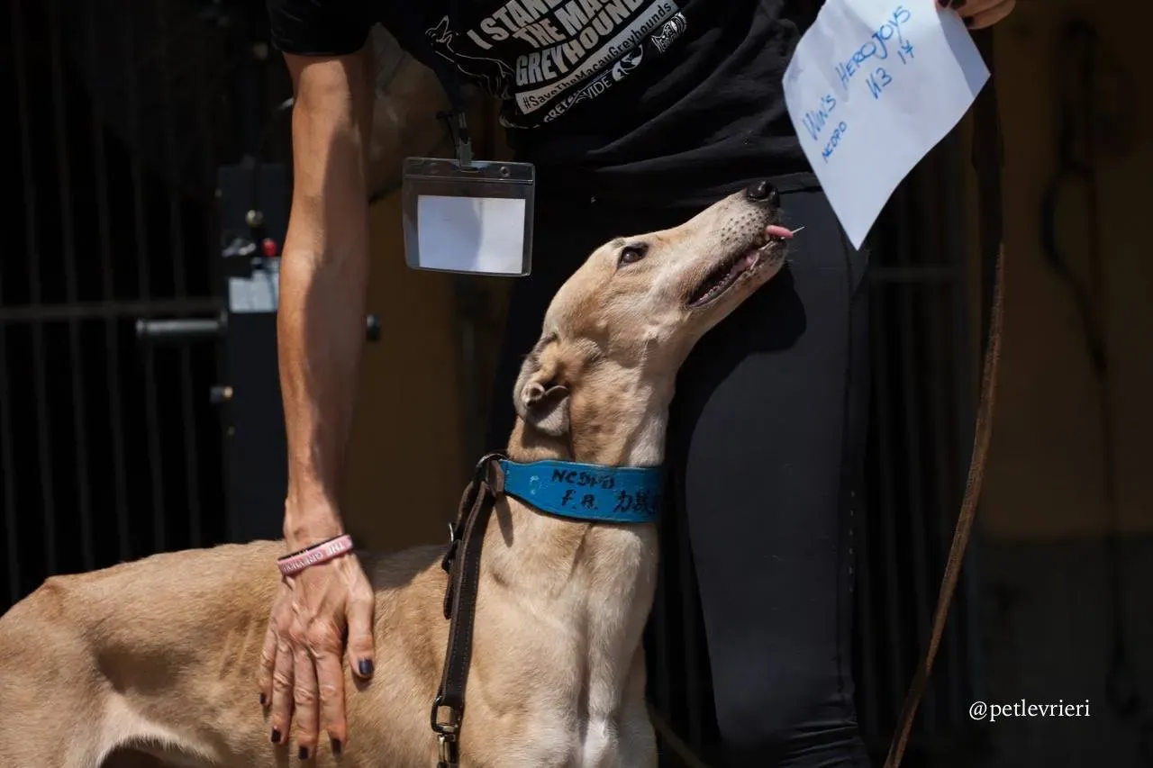 9 wins herojoys adozione greyhound macao