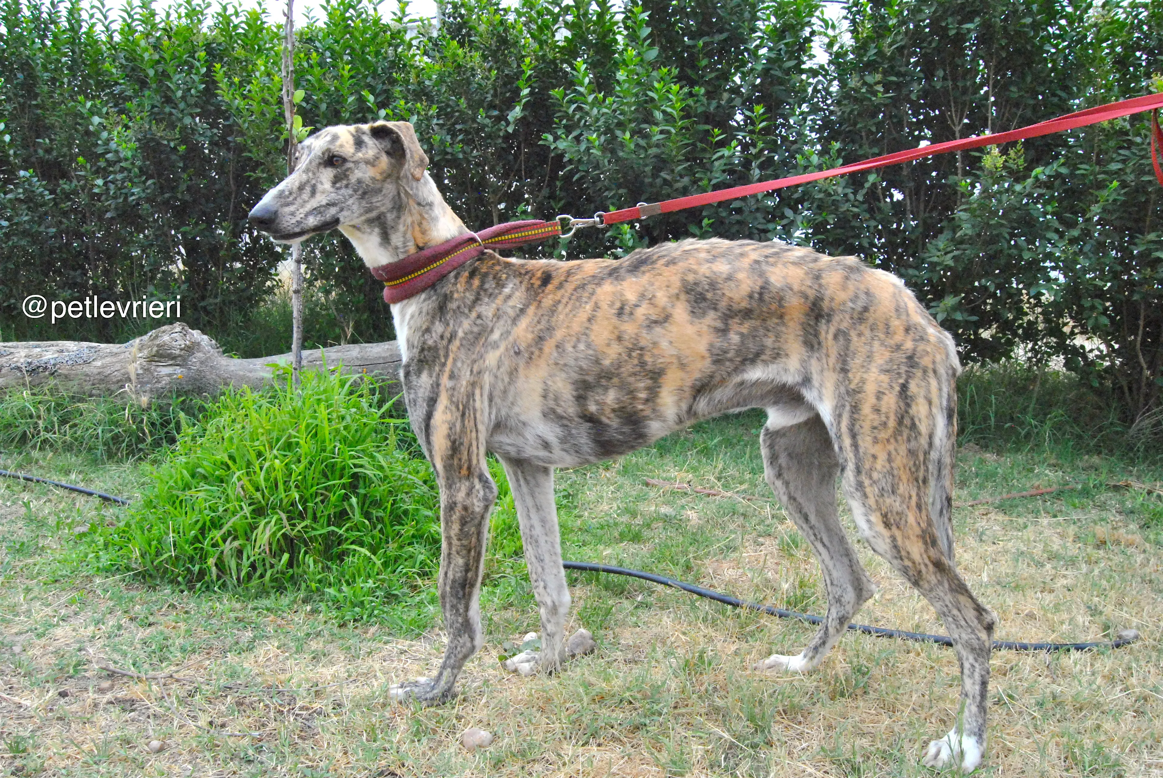 9 yasi adozione levrieri galgo