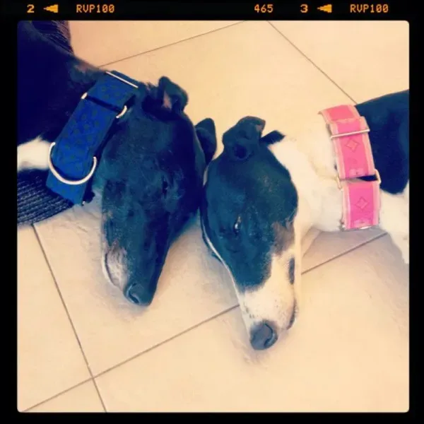 9c55bb169352cdb5a83badc4af4767bf