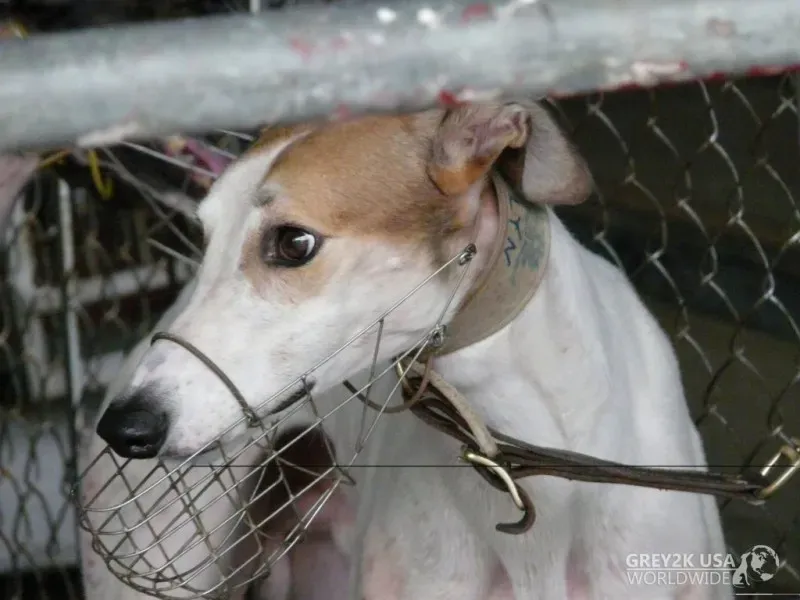 A GREYHOUND NAMED BROOKLYN AT THE CANIDROME 1024x768