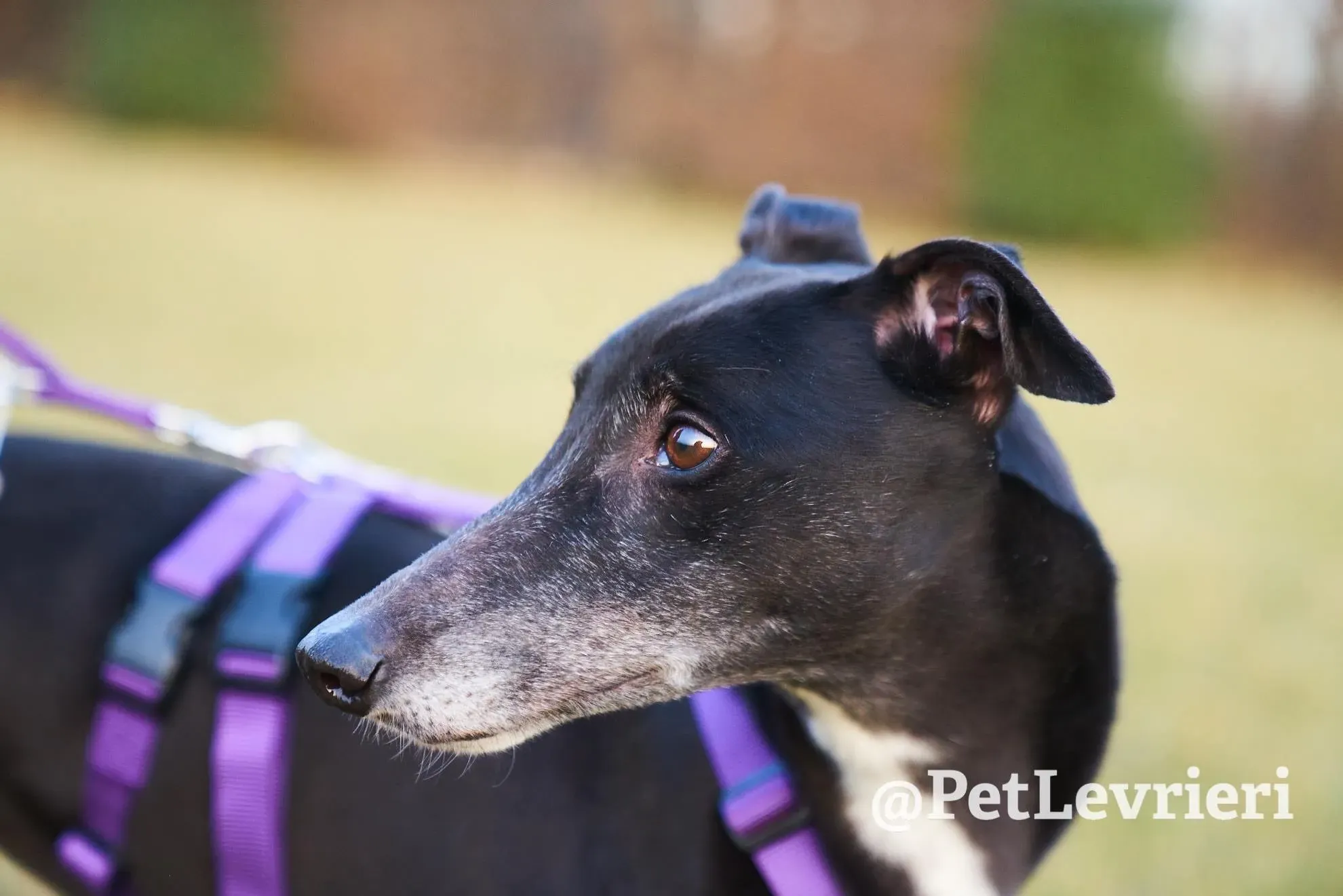 A4F9A4EF 374B 4060 8D48 7F42035C1ADA