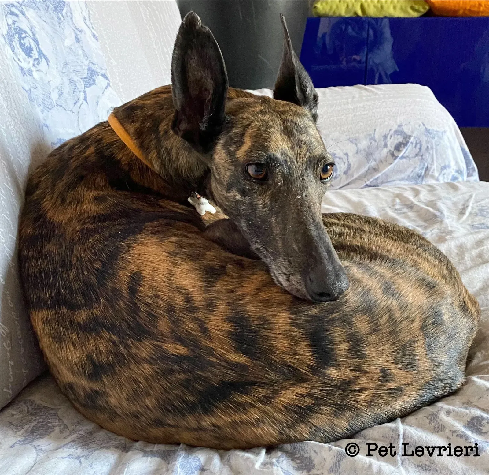 A9F3165B 4D17 4476 9701 2E248731B866